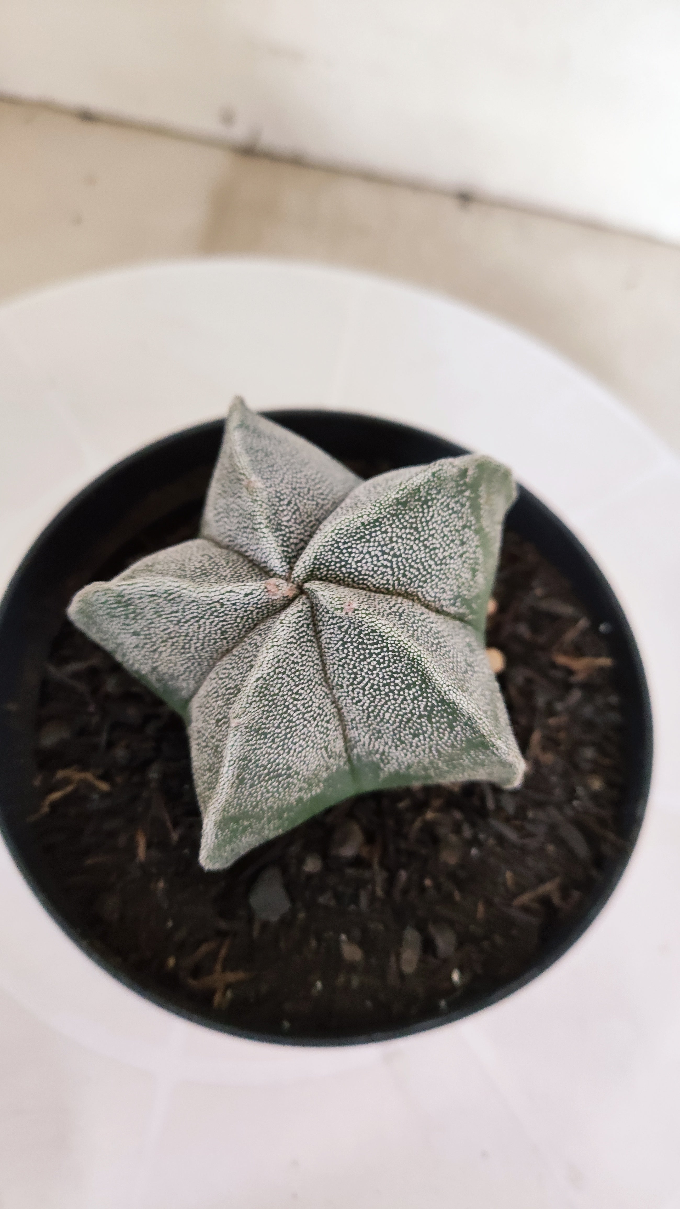 ASTROPHYTUM MYRIOSTIGMA Nº 1237 – vaso 11