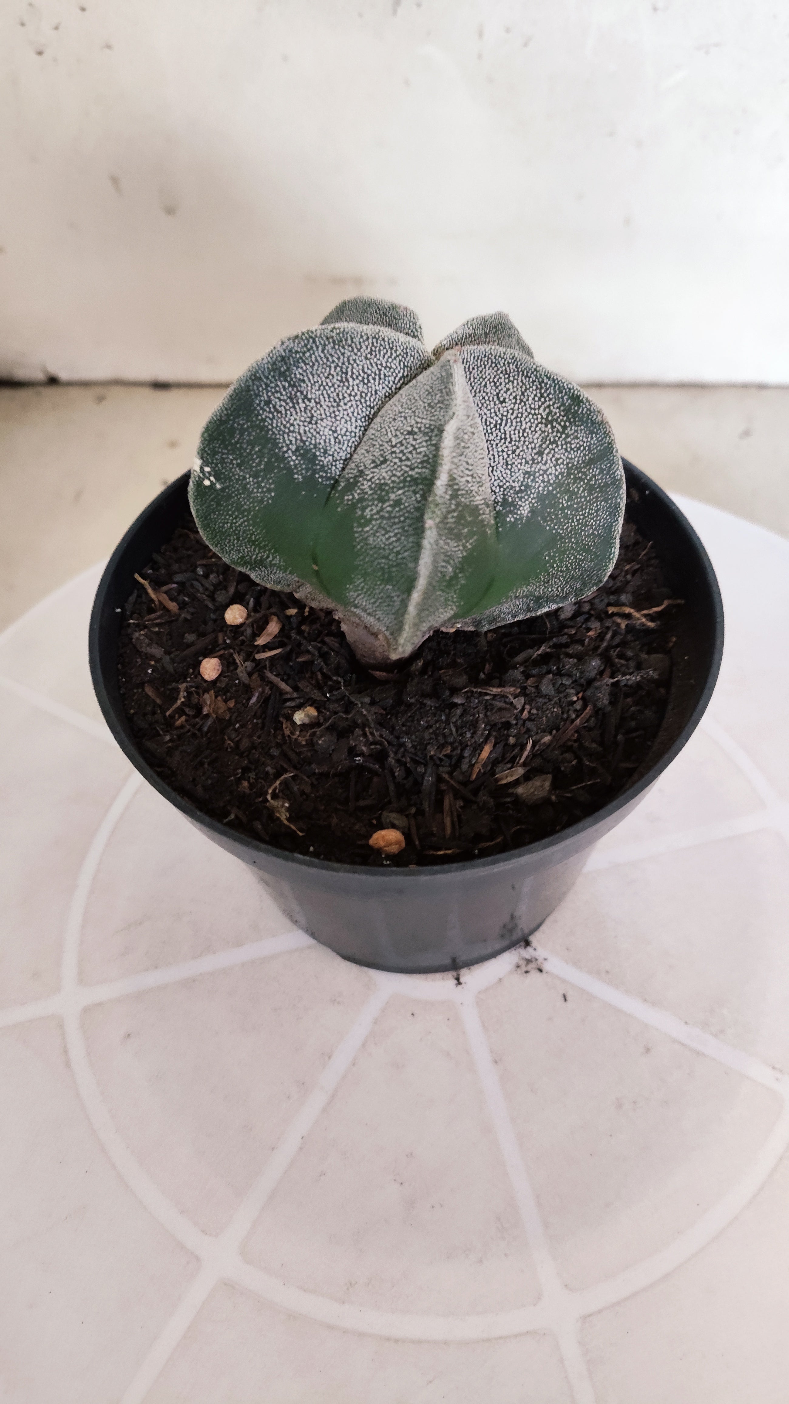 ASTROPHYTUM MYRIOSTIGMA Nº 1237 – vaso 11