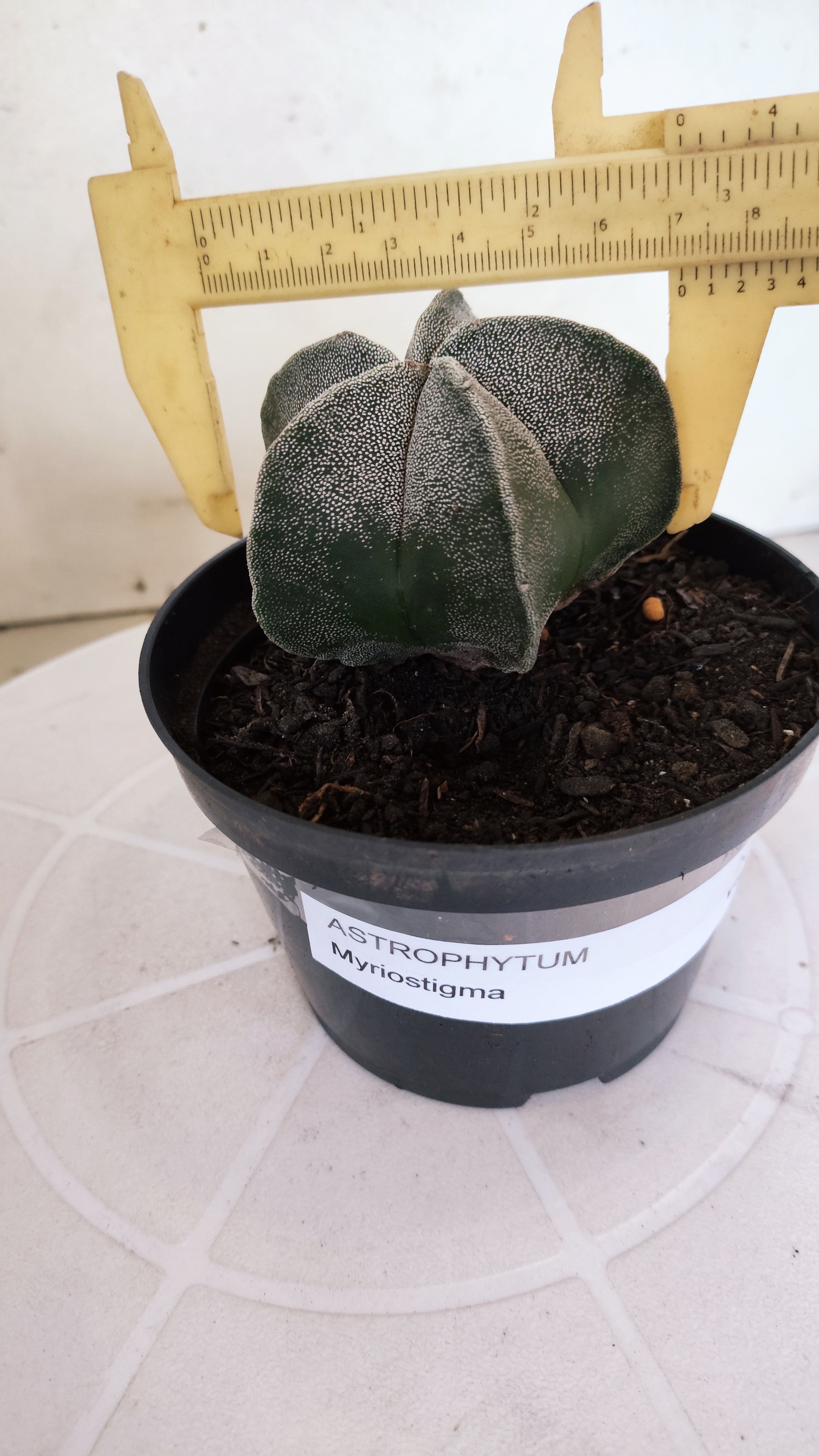 ASTROPHYTUM MYRIOSTIGMA Nº 1237 – vaso 11