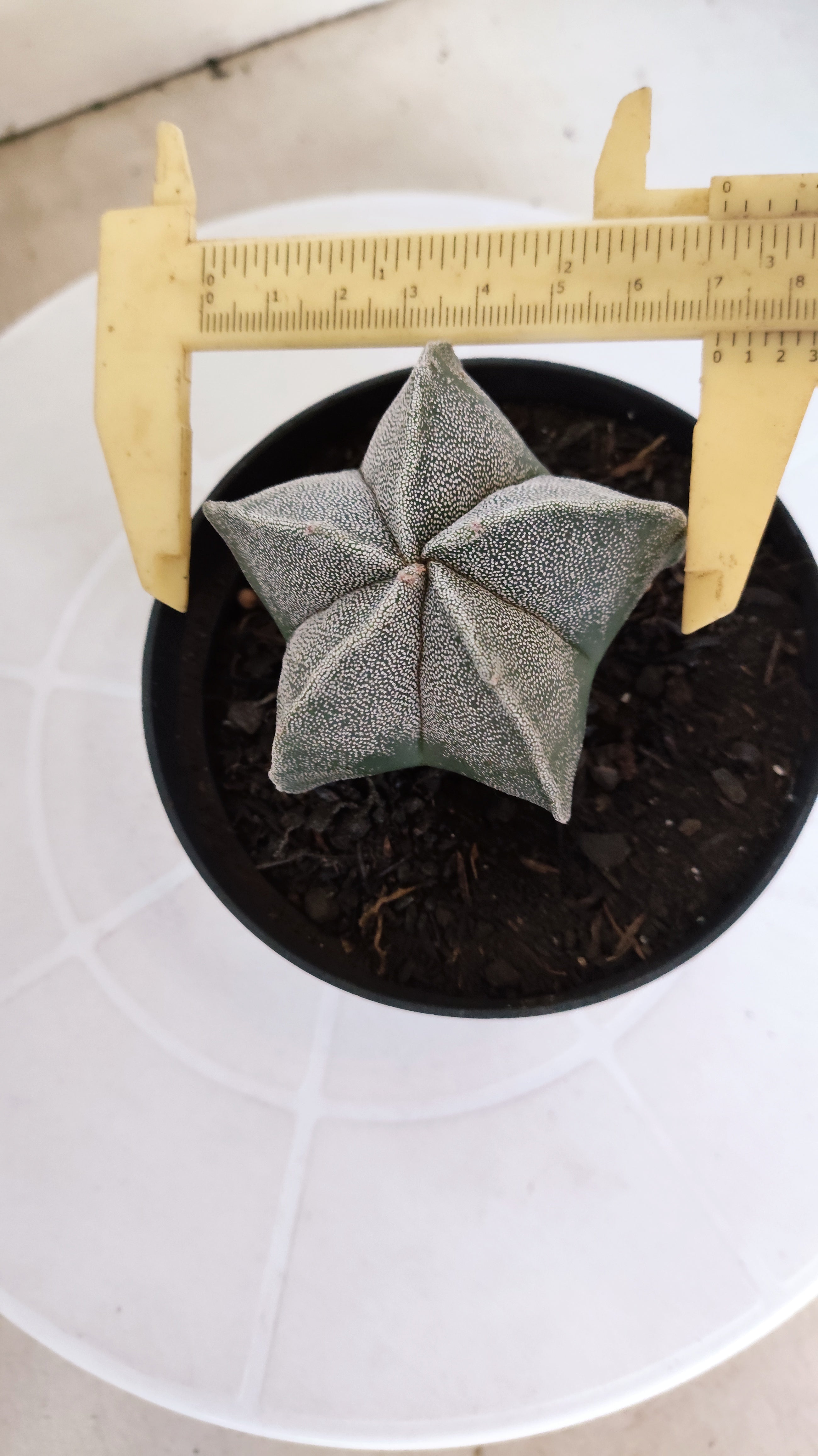 ASTROPHYTUM MYRIOSTIGMA Nº 1237 – vaso 11