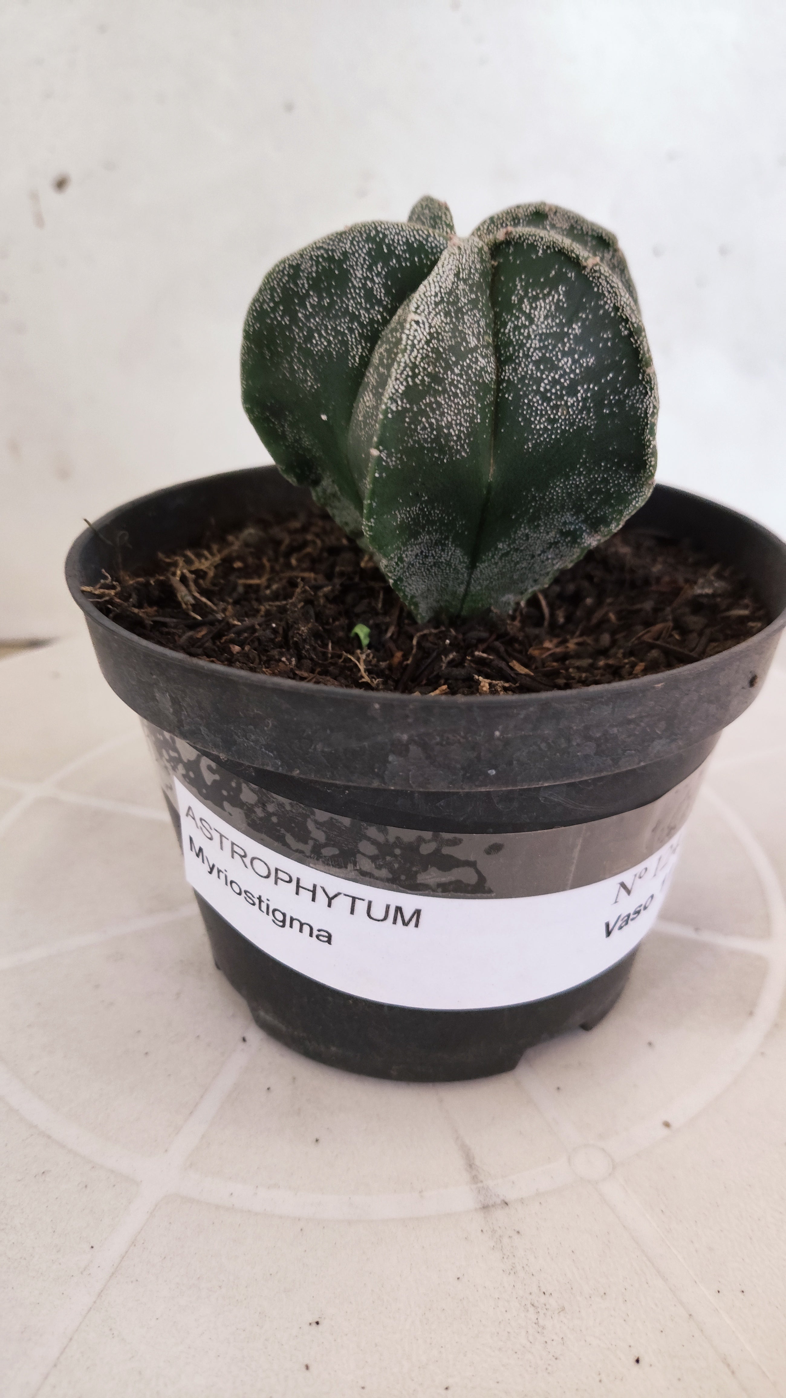 ASTROPHYTUM MYRIOSTIGMA Nº 1241 – vaso 11