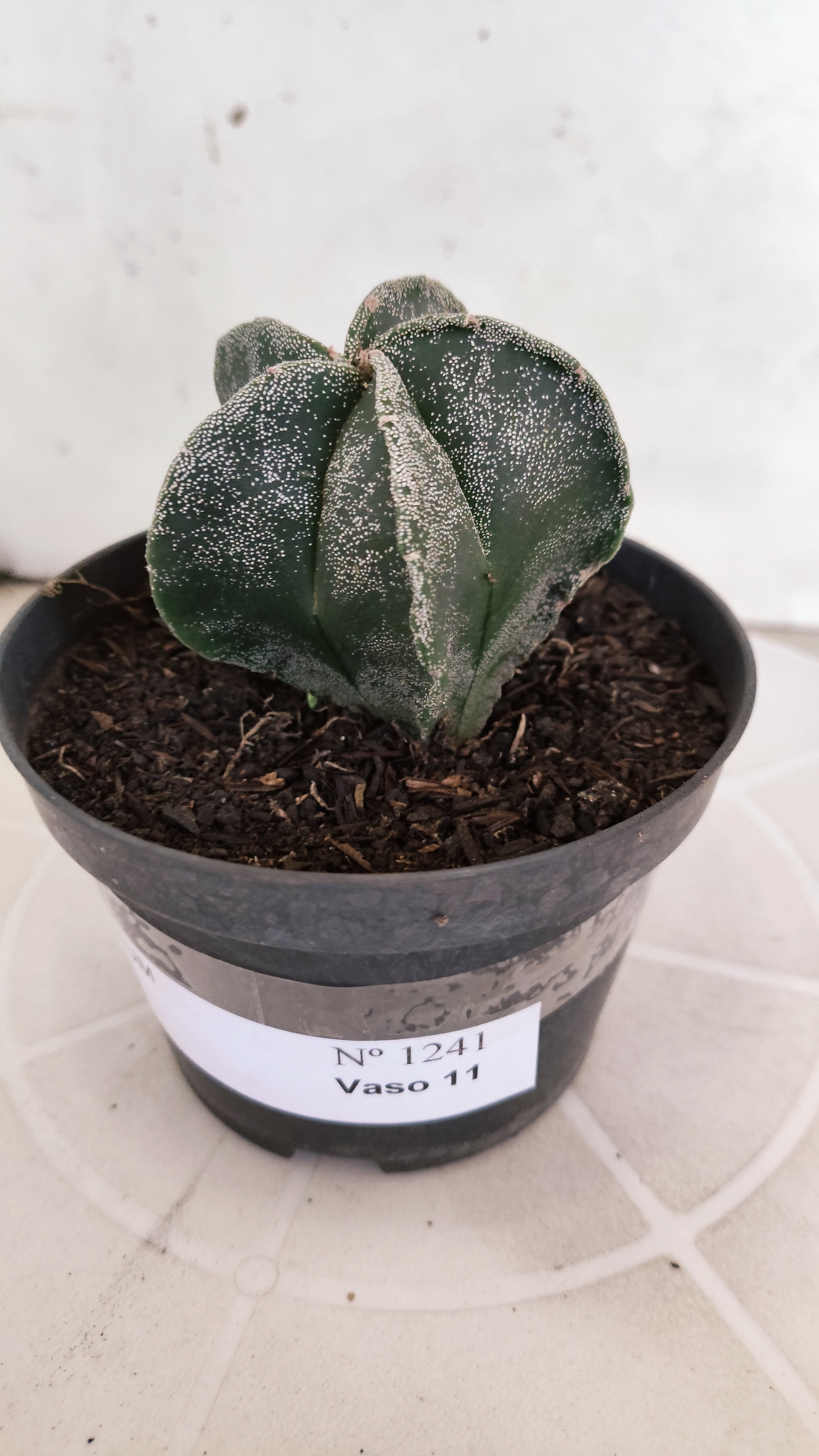 ASTROPHYTUM MYRIOSTIGMA Nº 1241 – vaso 11