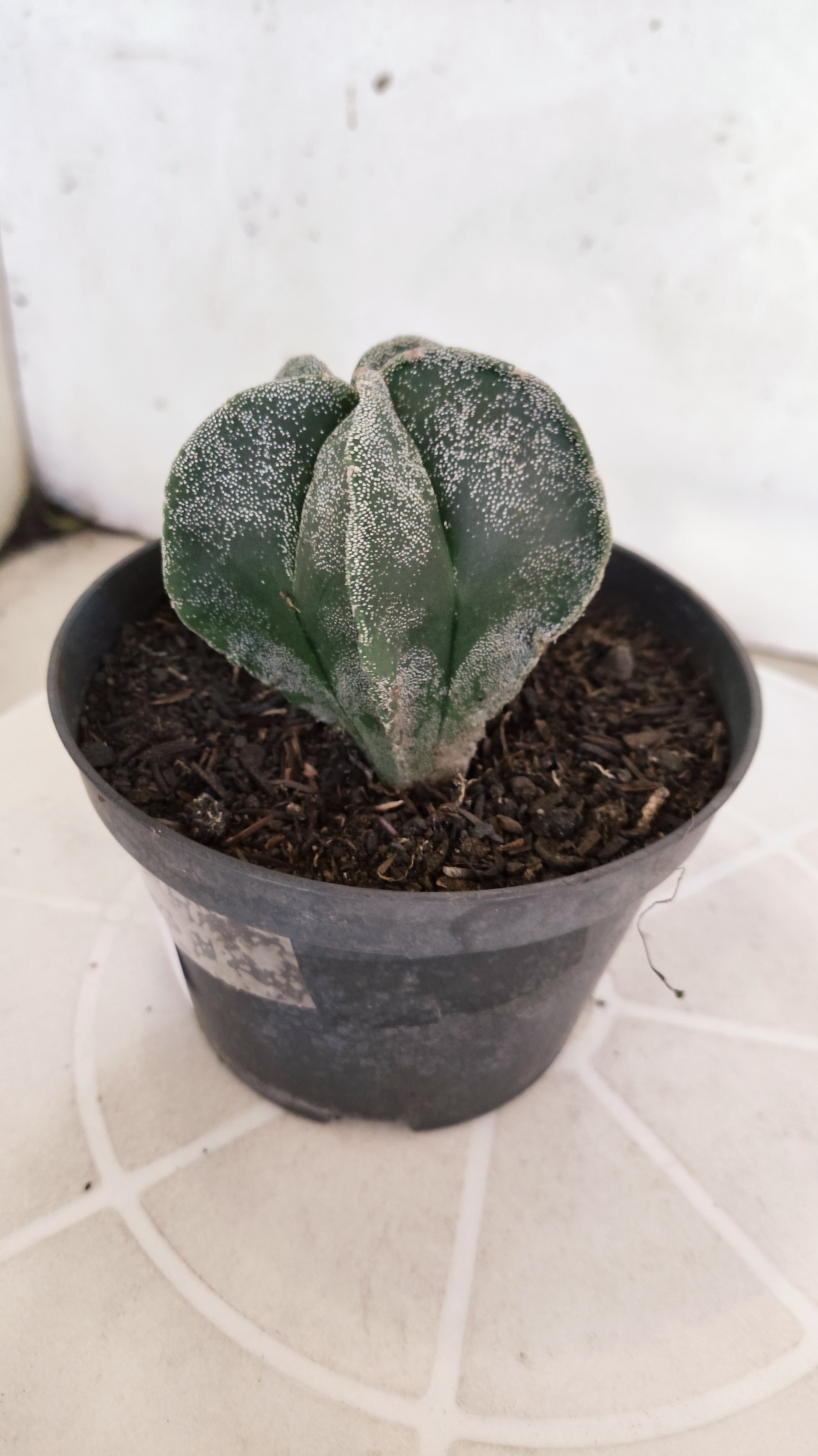 ASTROPHYTUM MYRIOSTIGMA Nº 1241 – vaso 11