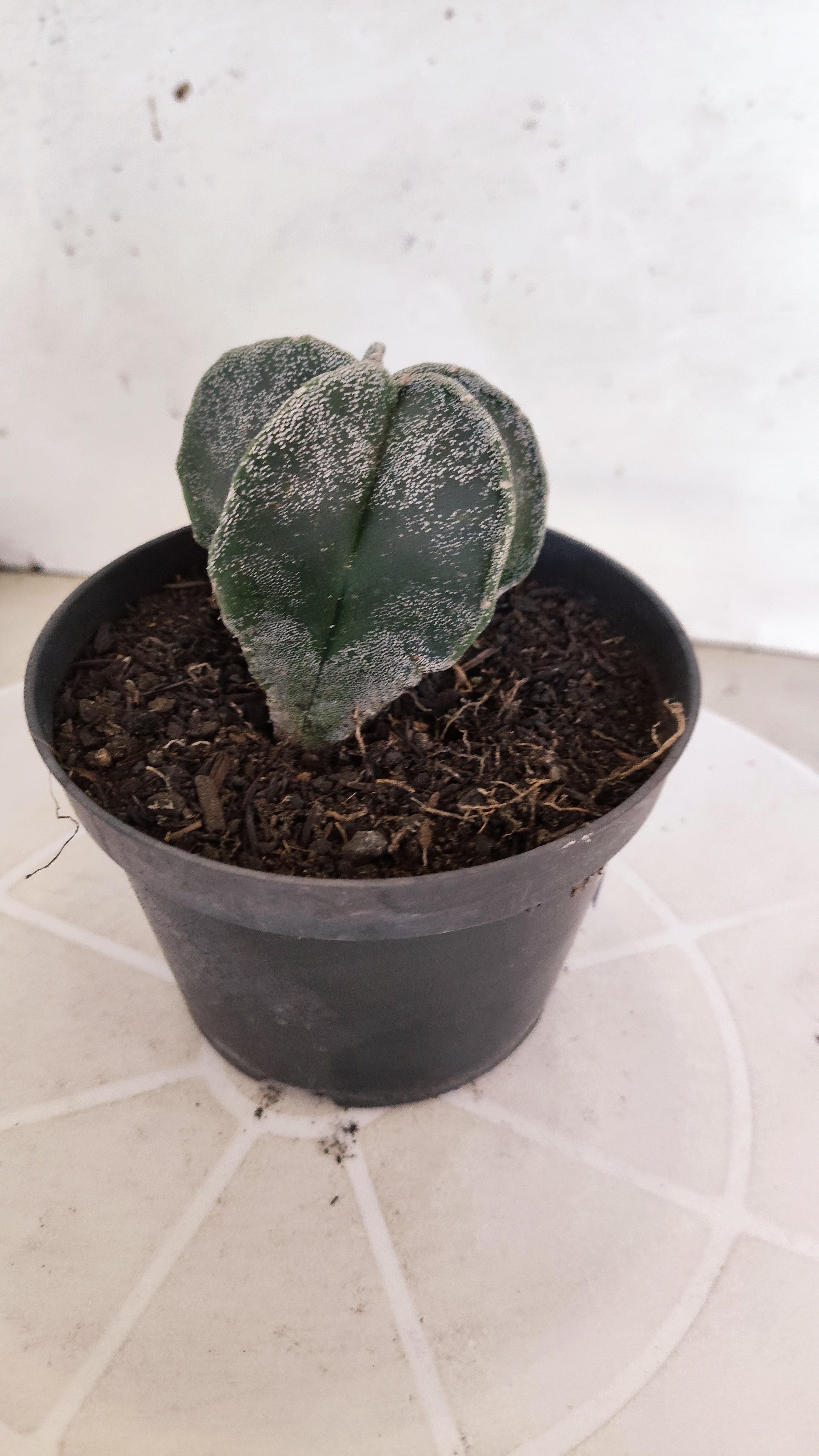 ASTROPHYTUM MYRIOSTIGMA Nº 1241 – vaso 11