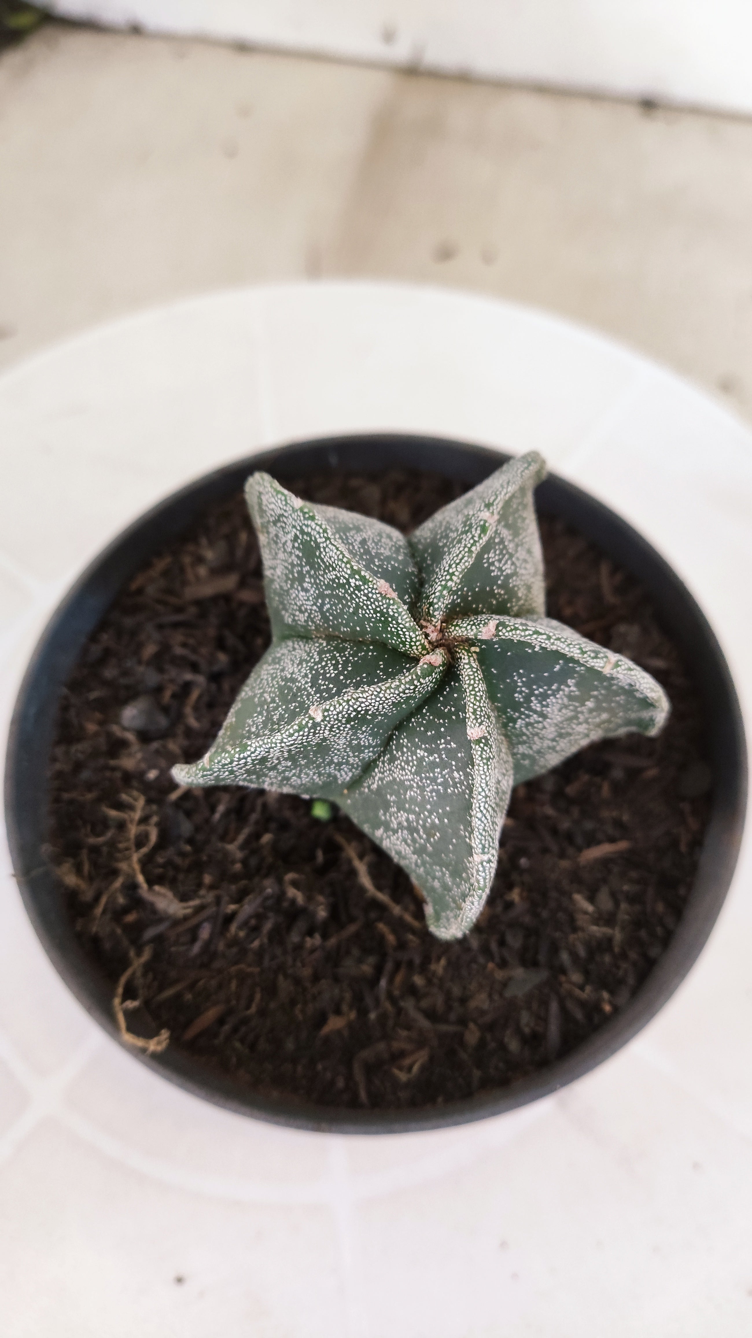 ASTROPHYTUM MYRIOSTIGMA Nº 1241 – vaso 11