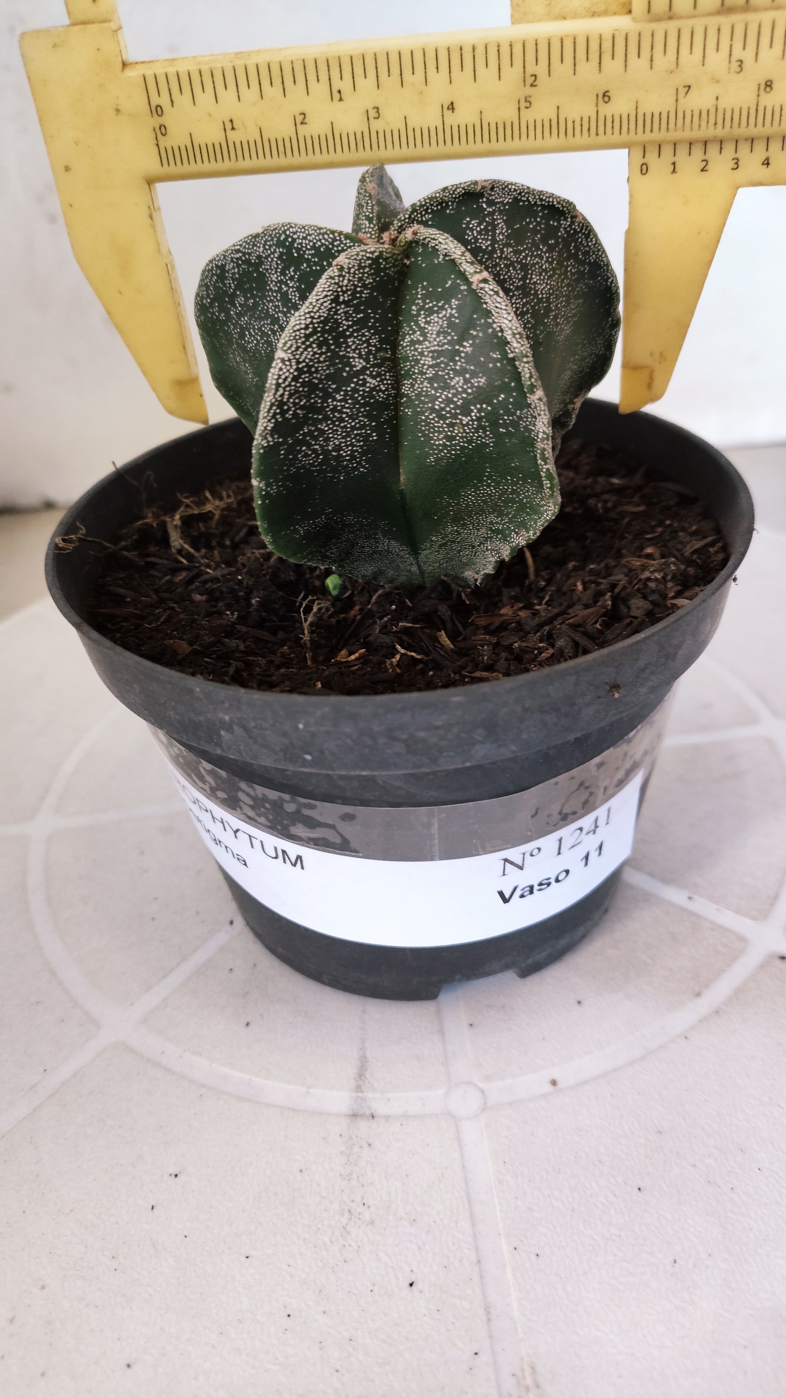 ASTROPHYTUM MYRIOSTIGMA Nº 1241 – vaso 11