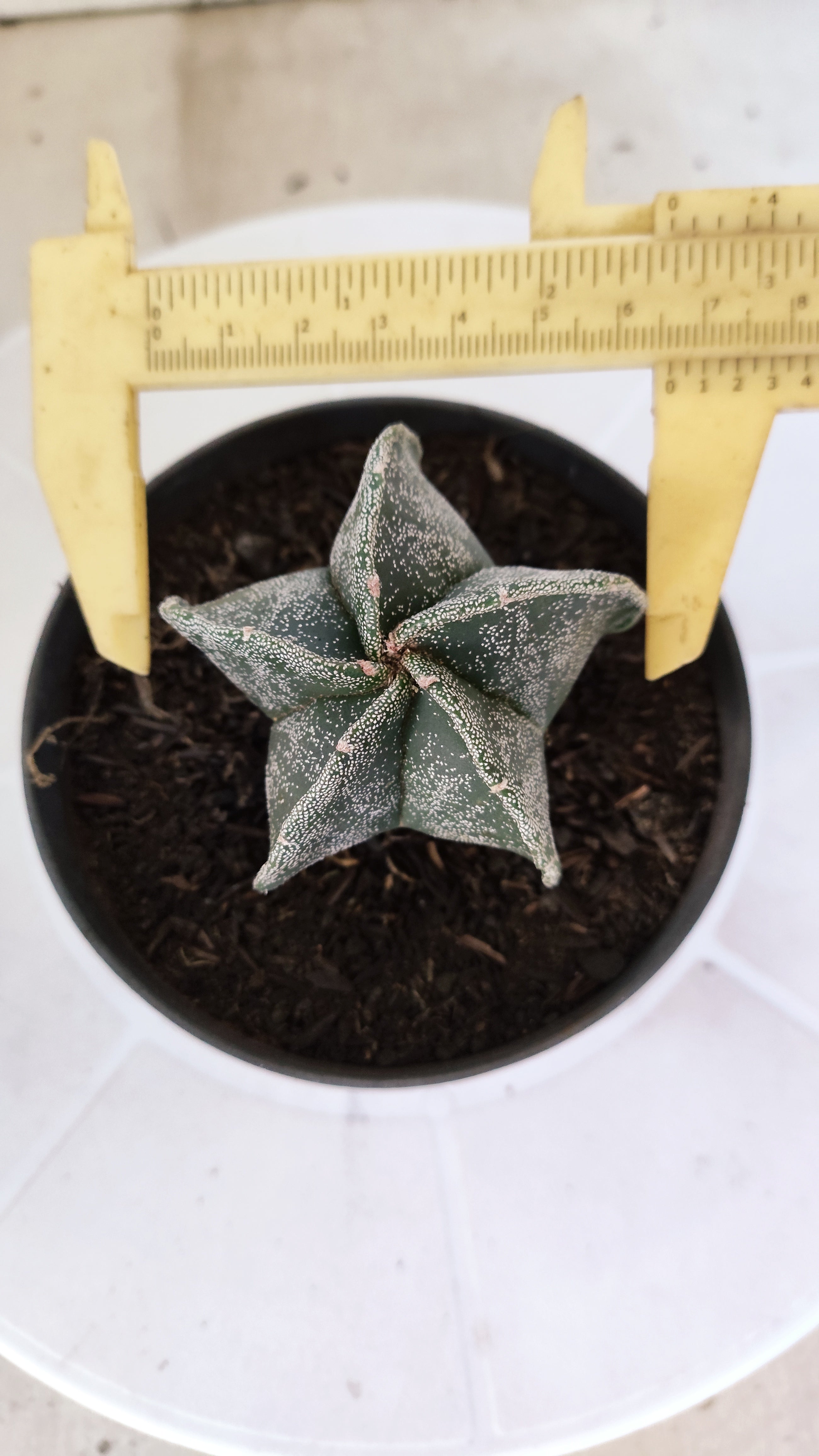 ASTROPHYTUM MYRIOSTIGMA Nº 1241 – vaso 11