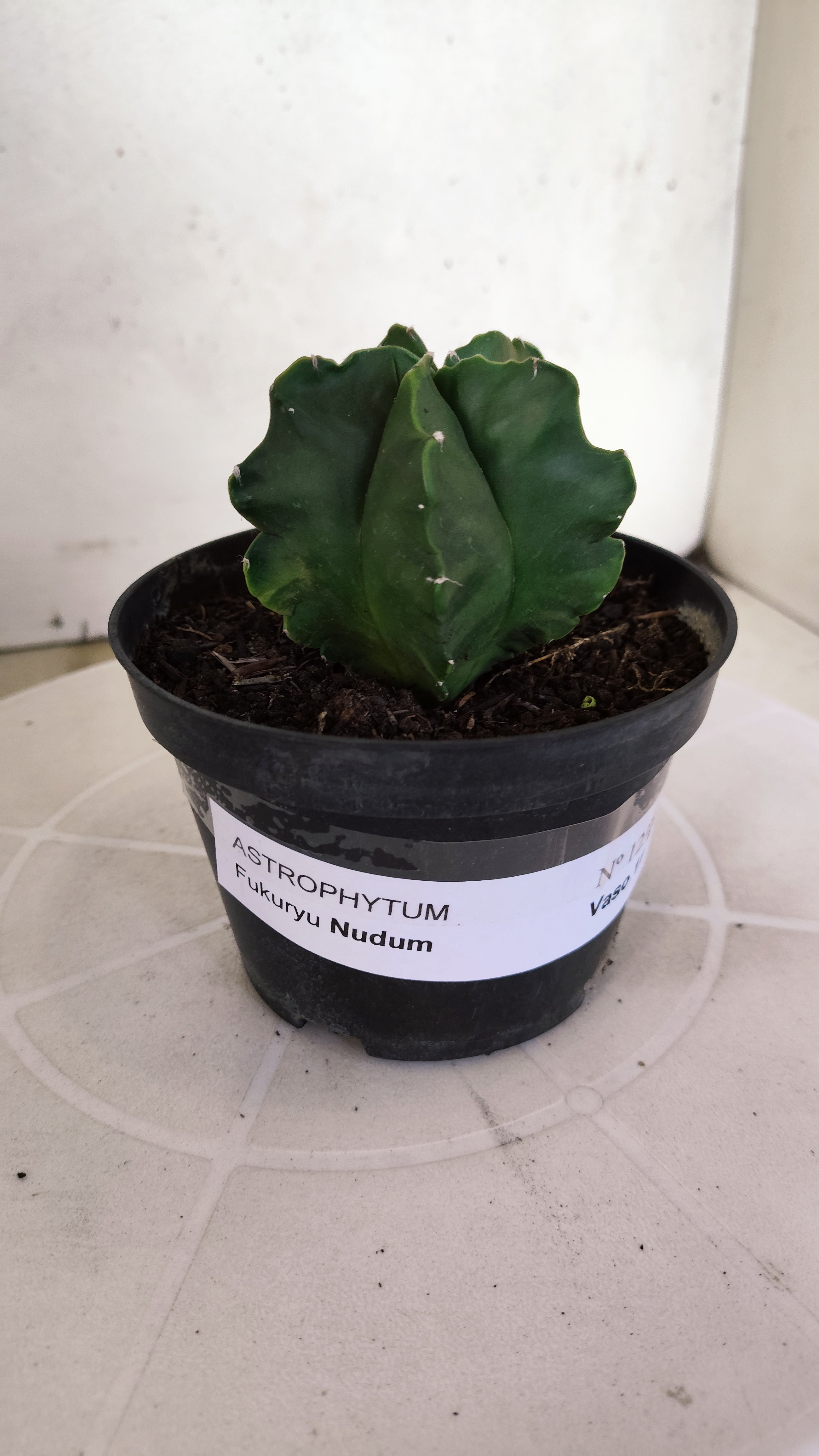 MATRIZ ASTROPHYTUM cv KIKKO "Fukuryu Nudum"  Nº 1237 – vaso 11