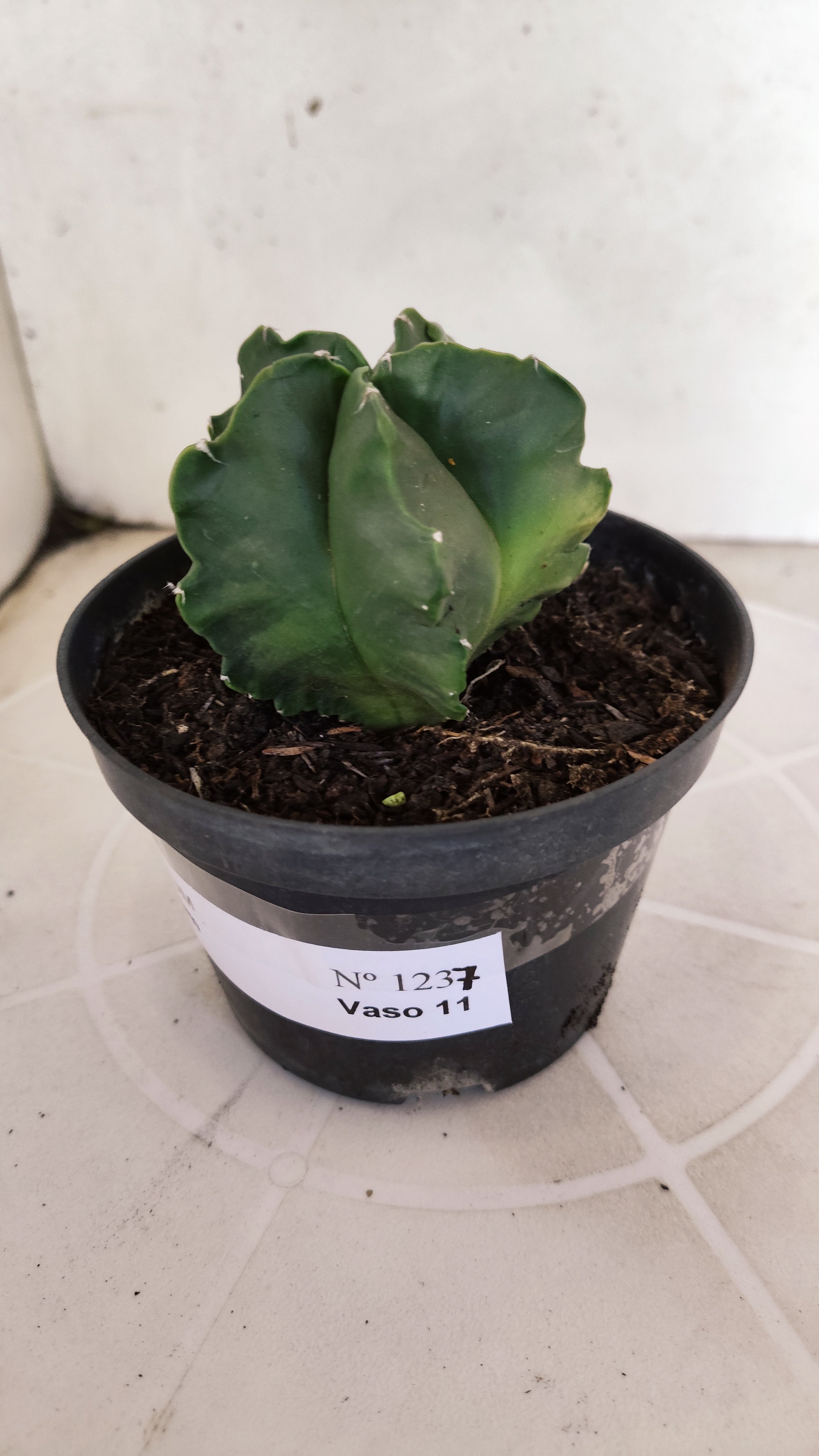 MATRIZ ASTROPHYTUM cv KIKKO "Fukuryu Nudum"  Nº 1237 – vaso 11
