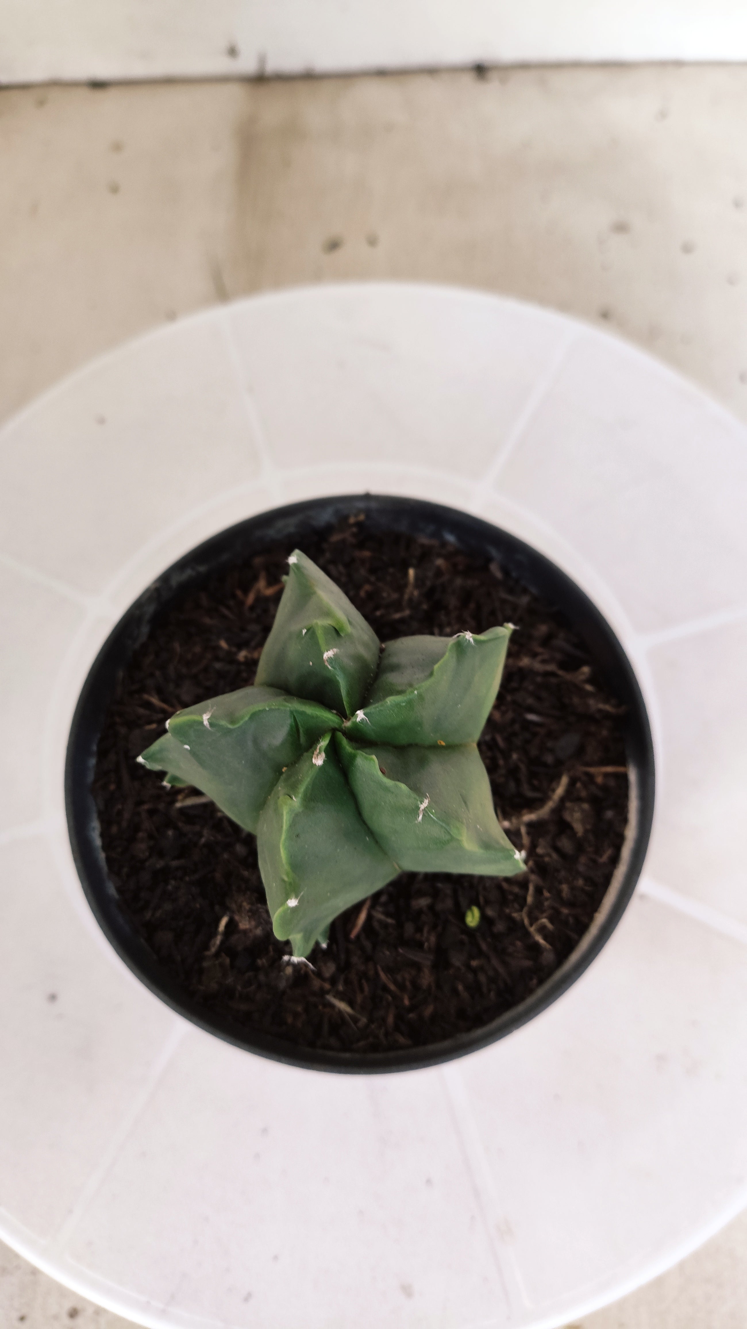MATRIZ ASTROPHYTUM cv KIKKO "Fukuryu Nudum"  Nº 1237 – vaso 11