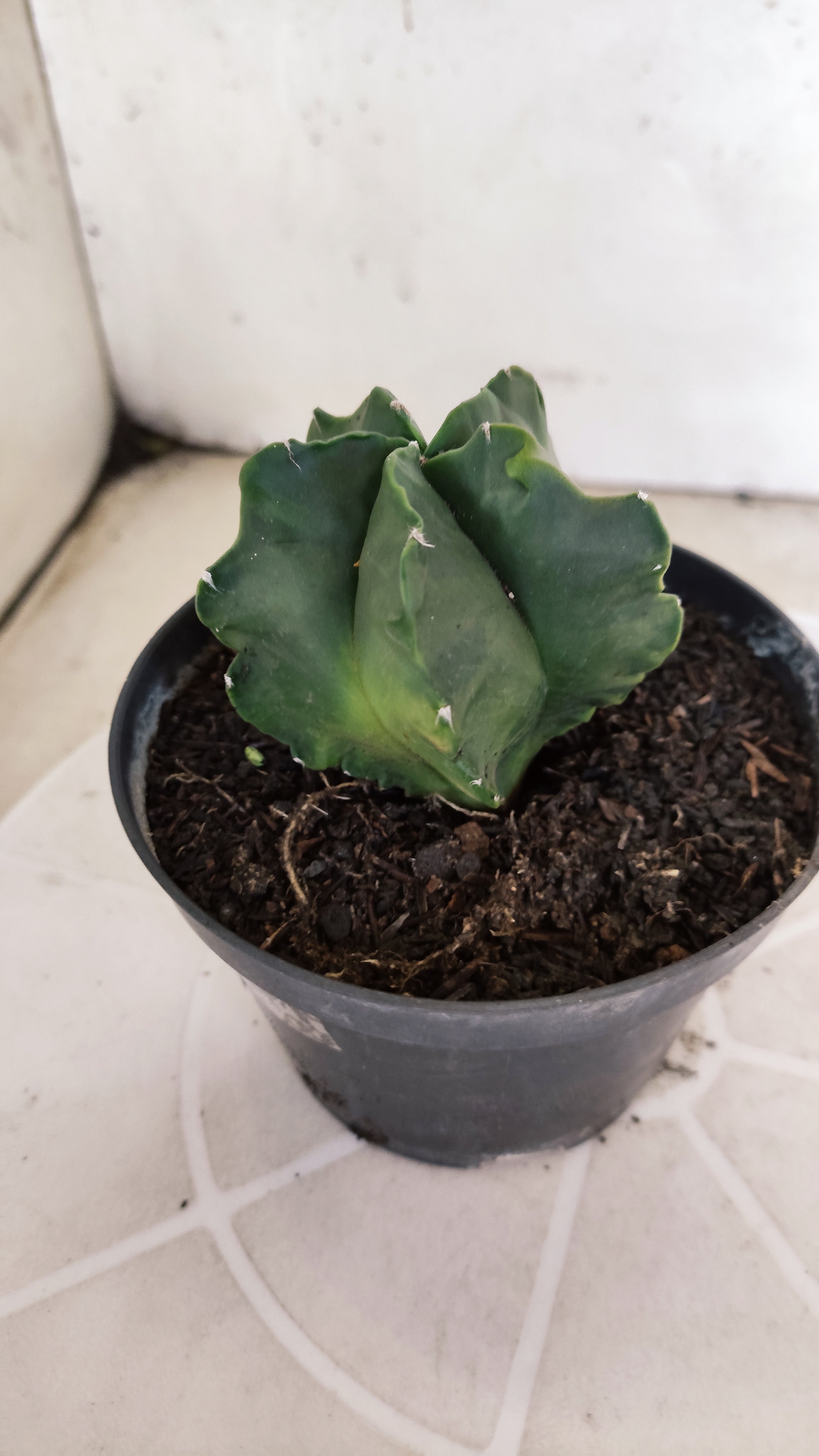 MATRIZ ASTROPHYTUM cv KIKKO "Fukuryu Nudum"  Nº 1237 – vaso 11