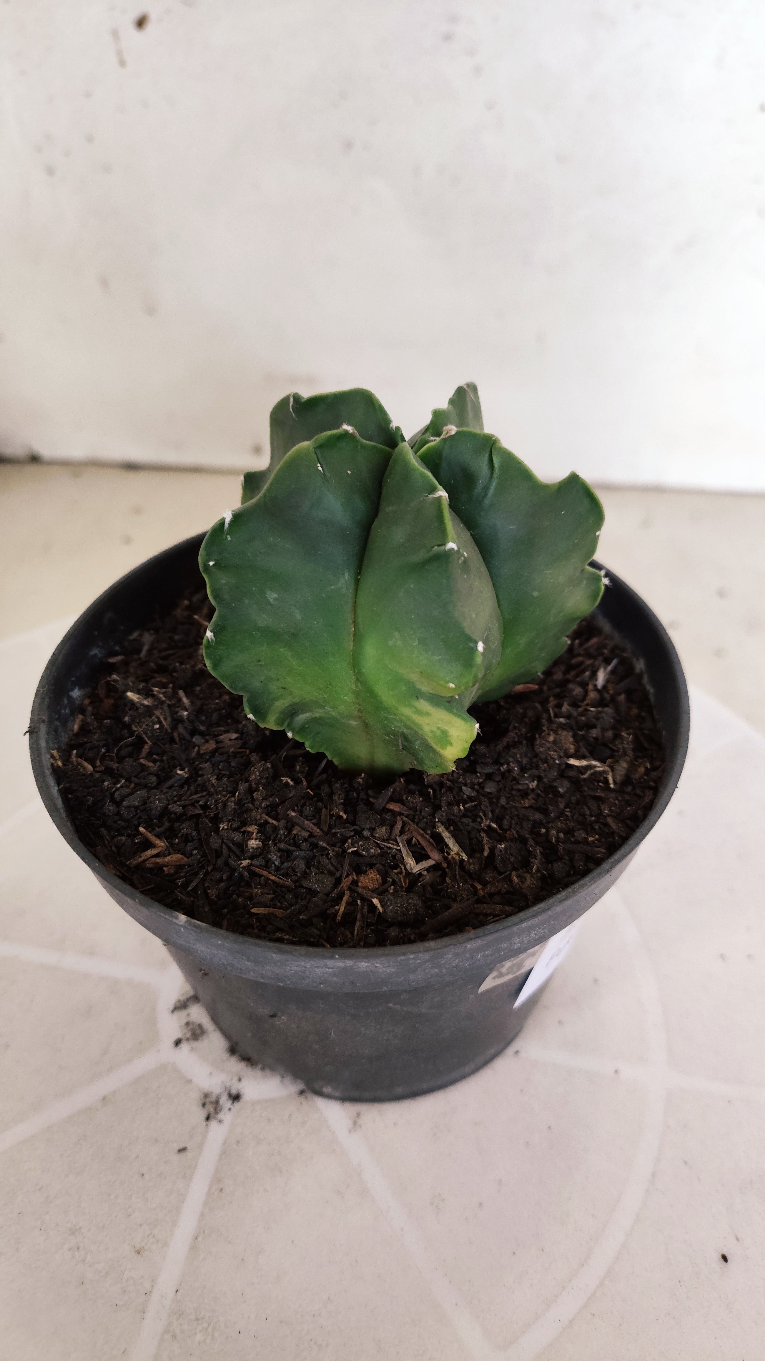 MATRIZ ASTROPHYTUM cv KIKKO "Fukuryu Nudum"  Nº 1237 – vaso 11