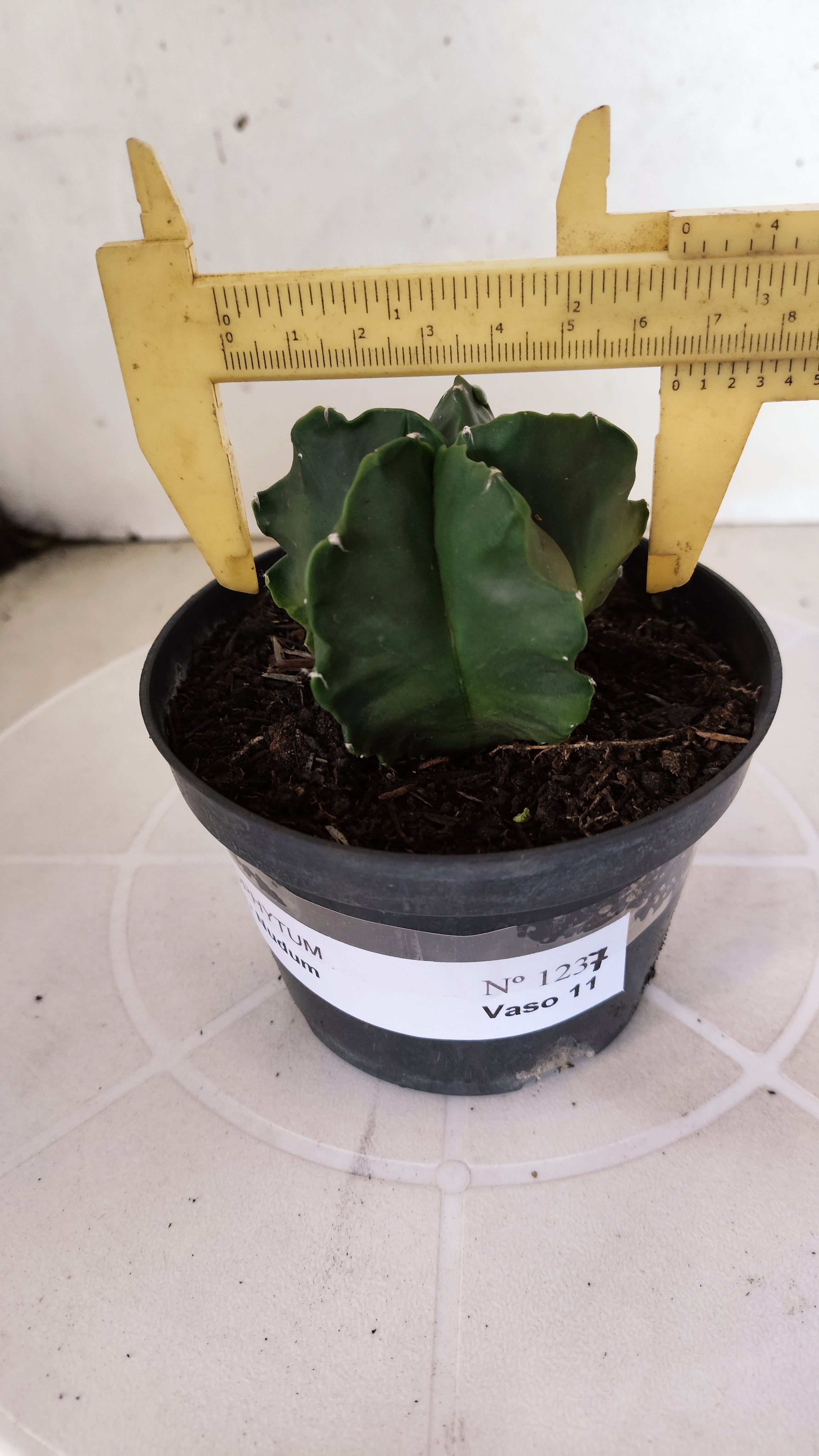 MATRIZ ASTROPHYTUM cv KIKKO "Fukuryu Nudum"  Nº 1237 – vaso 11