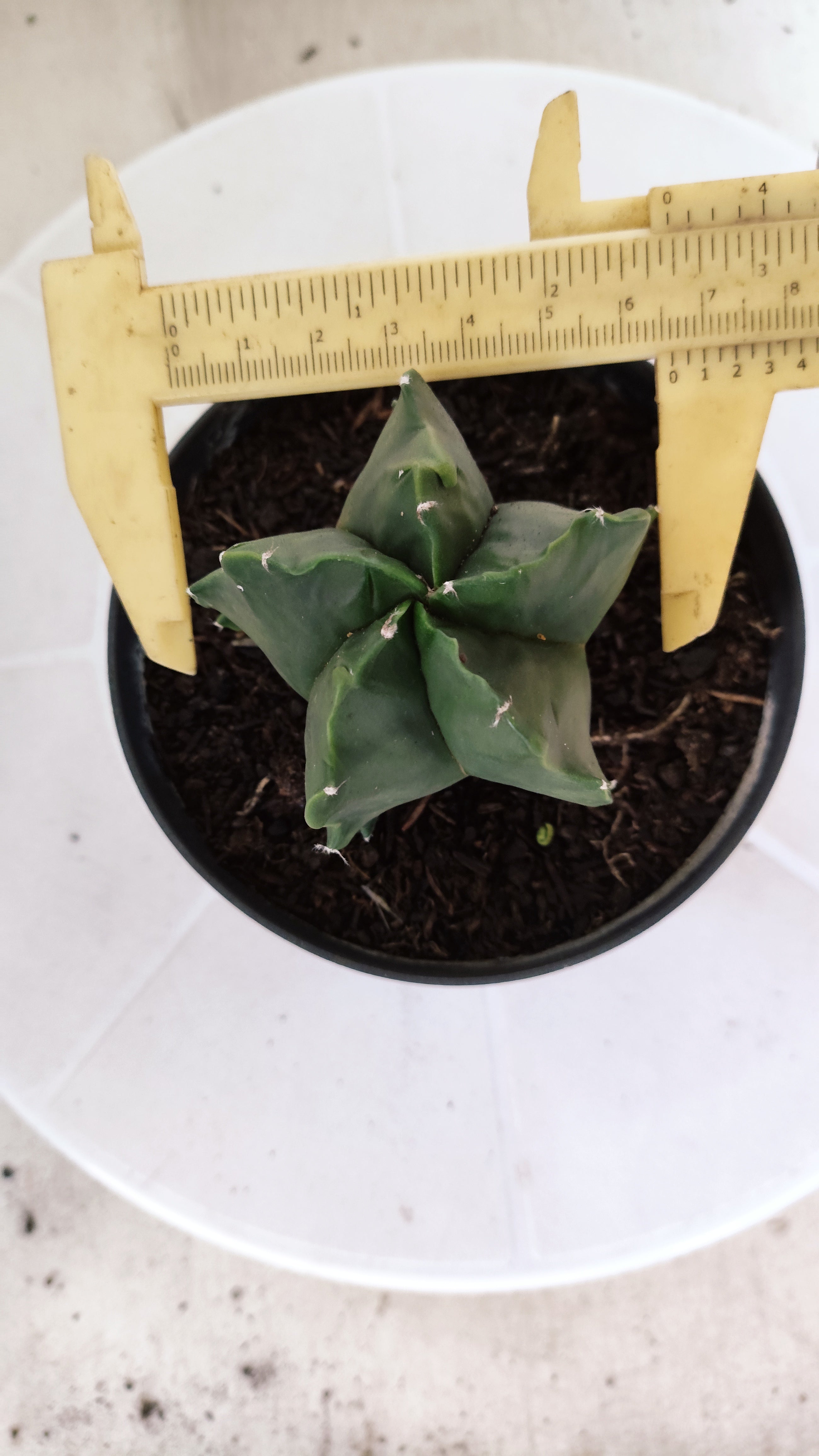 MATRIZ ASTROPHYTUM cv KIKKO "Fukuryu Nudum"  Nº 1237 – vaso 11