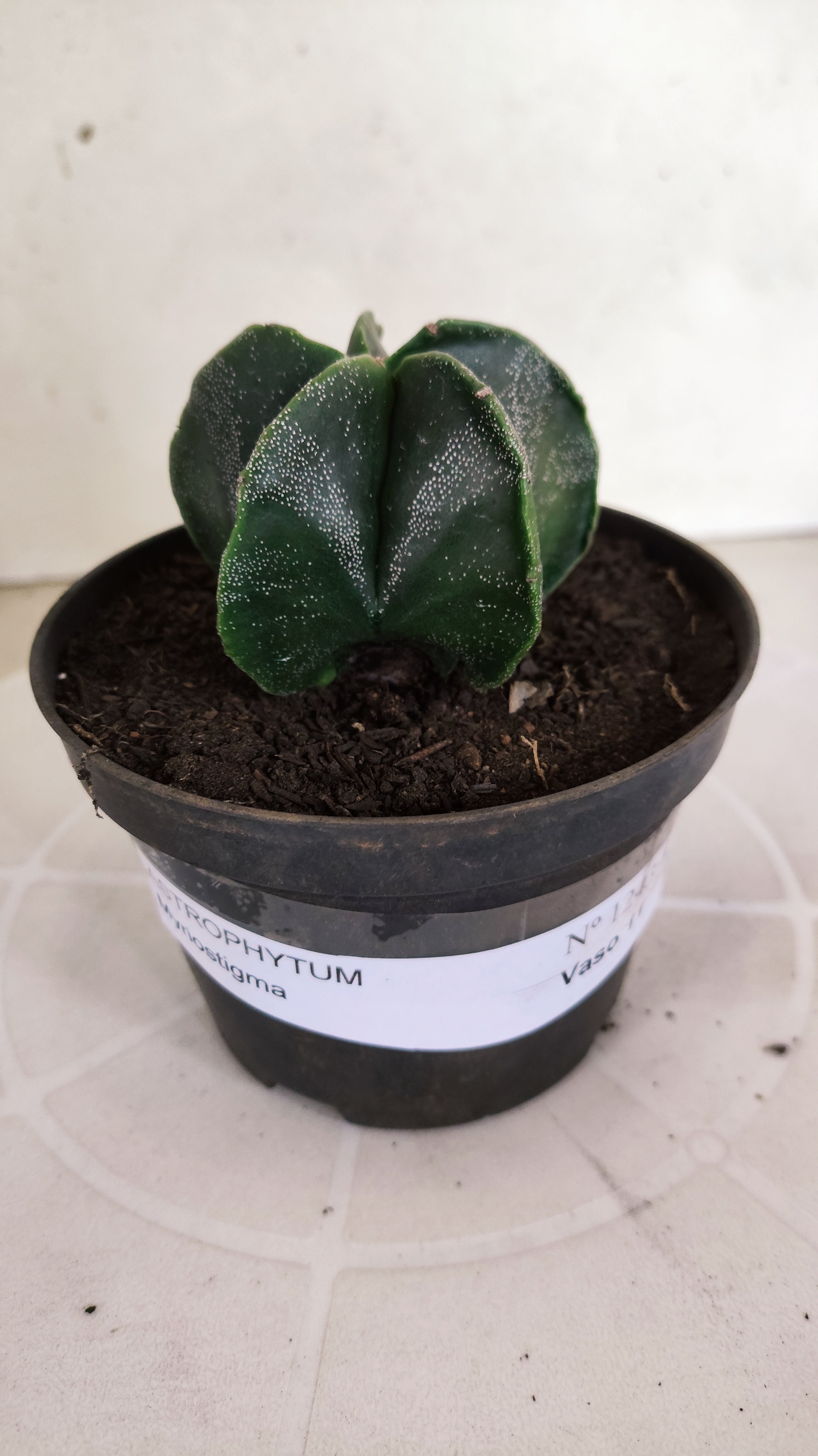 ASTROPHYTUM MYRIOSTIGMA Nº 1243 – vaso 11