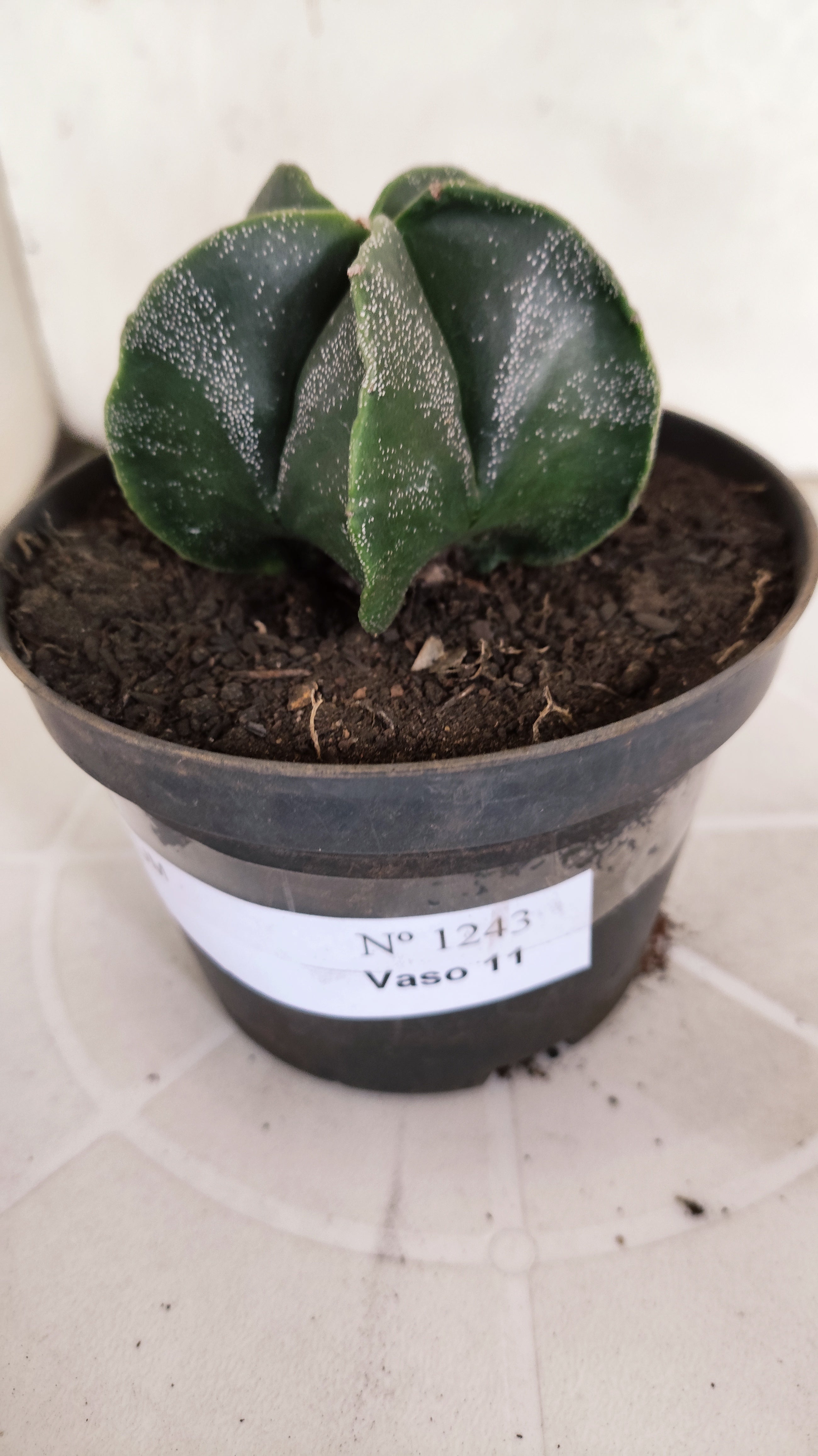 ASTROPHYTUM MYRIOSTIGMA Nº 1243 – vaso 11