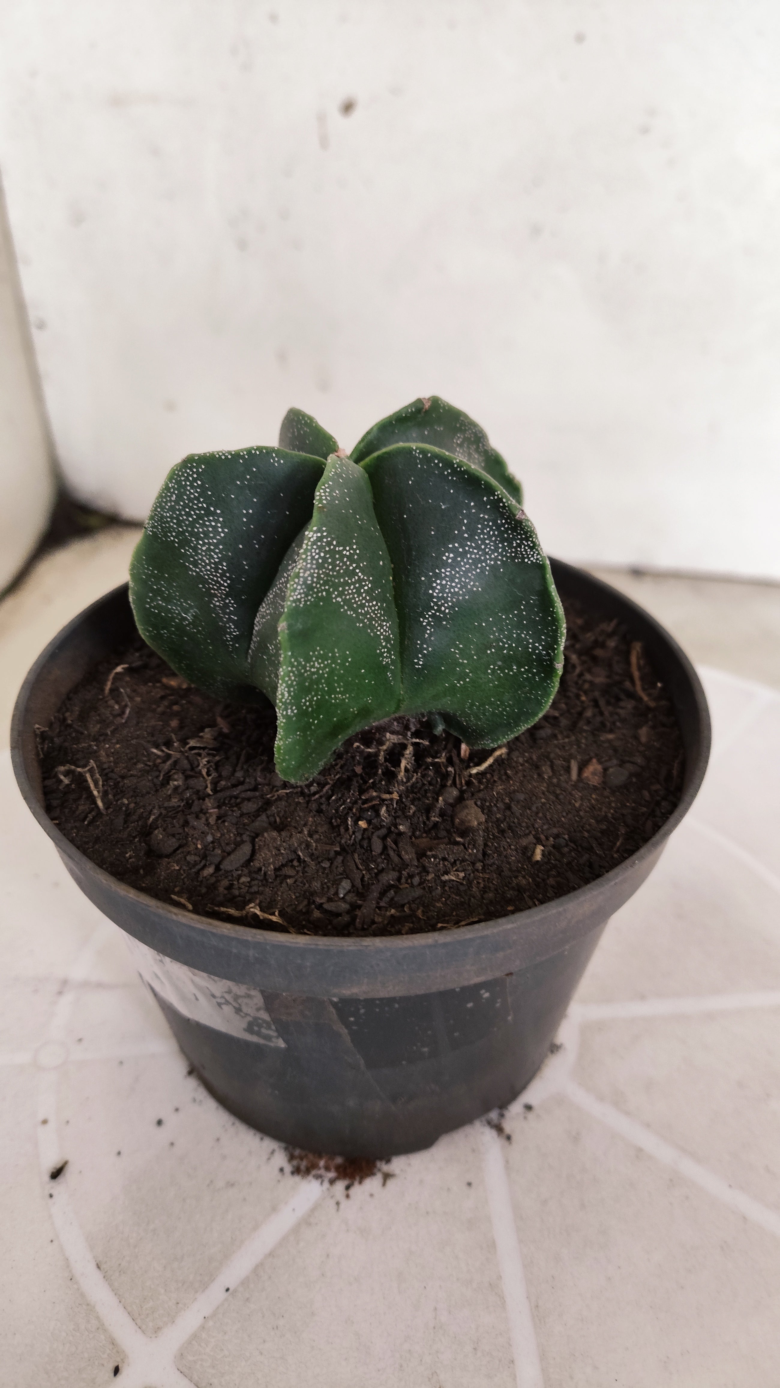 ASTROPHYTUM MYRIOSTIGMA Nº 1243 – vaso 11