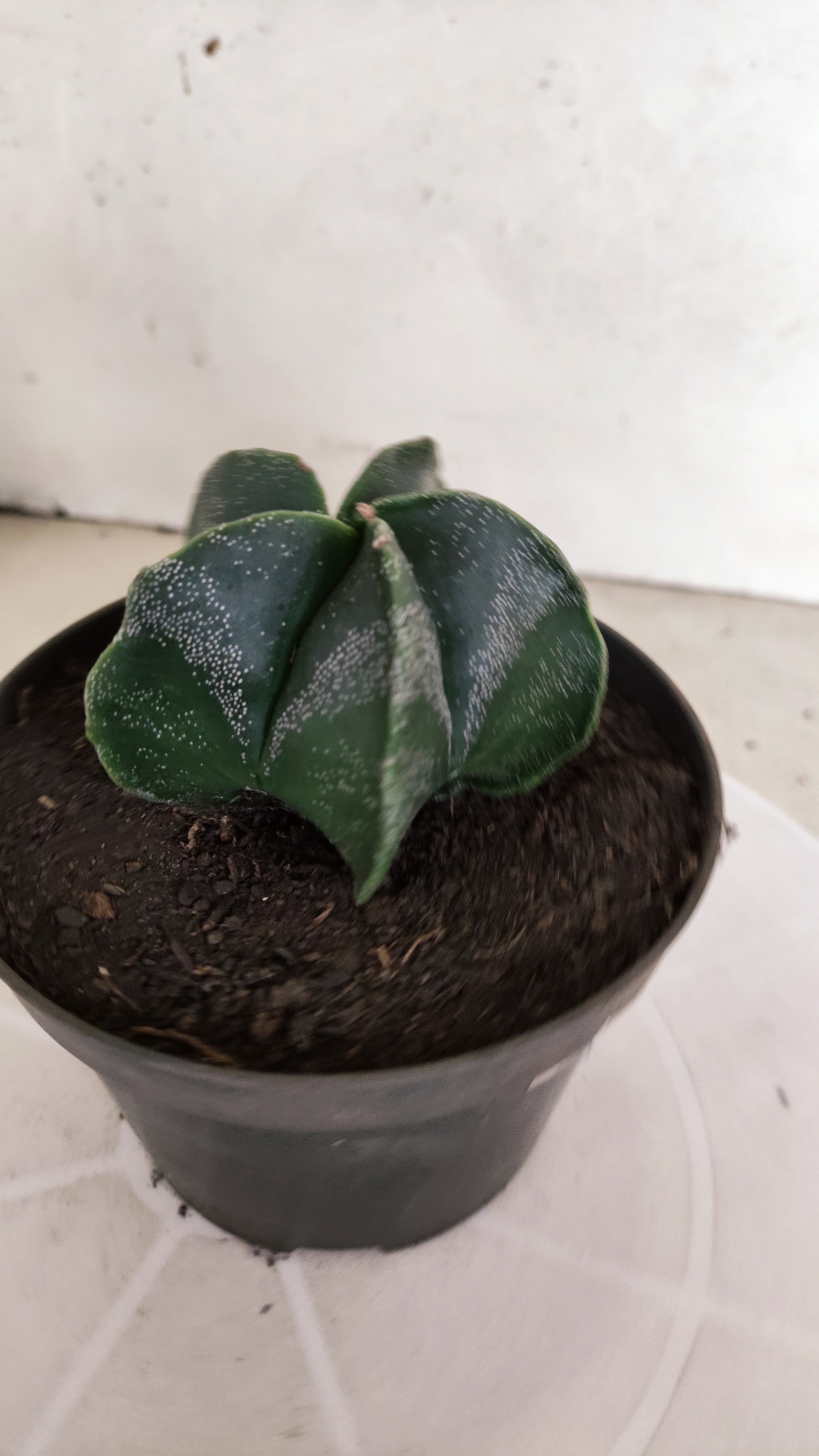 ASTROPHYTUM MYRIOSTIGMA Nº 1243 – vaso 11