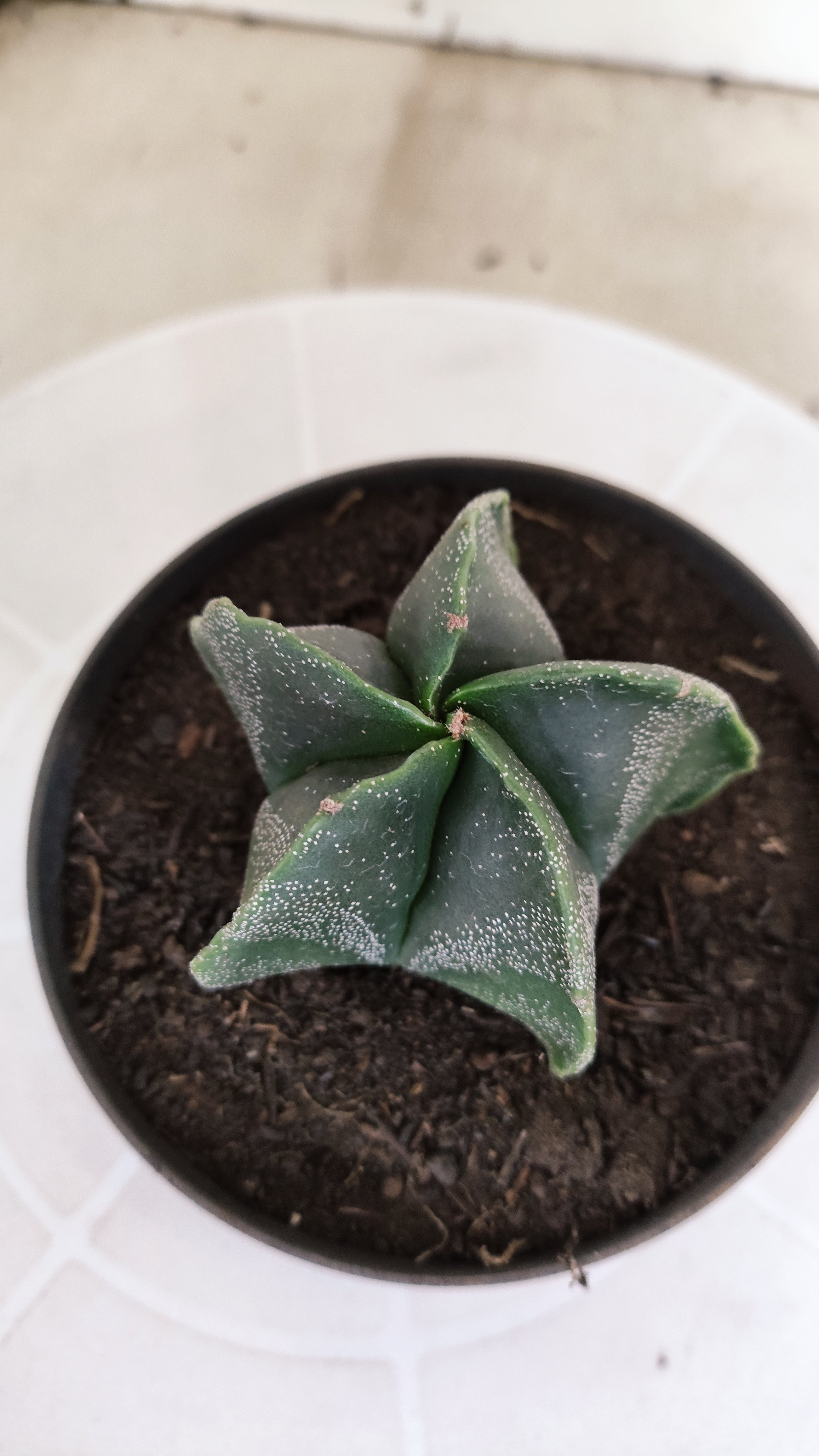 ASTROPHYTUM MYRIOSTIGMA Nº 1243 – vaso 11