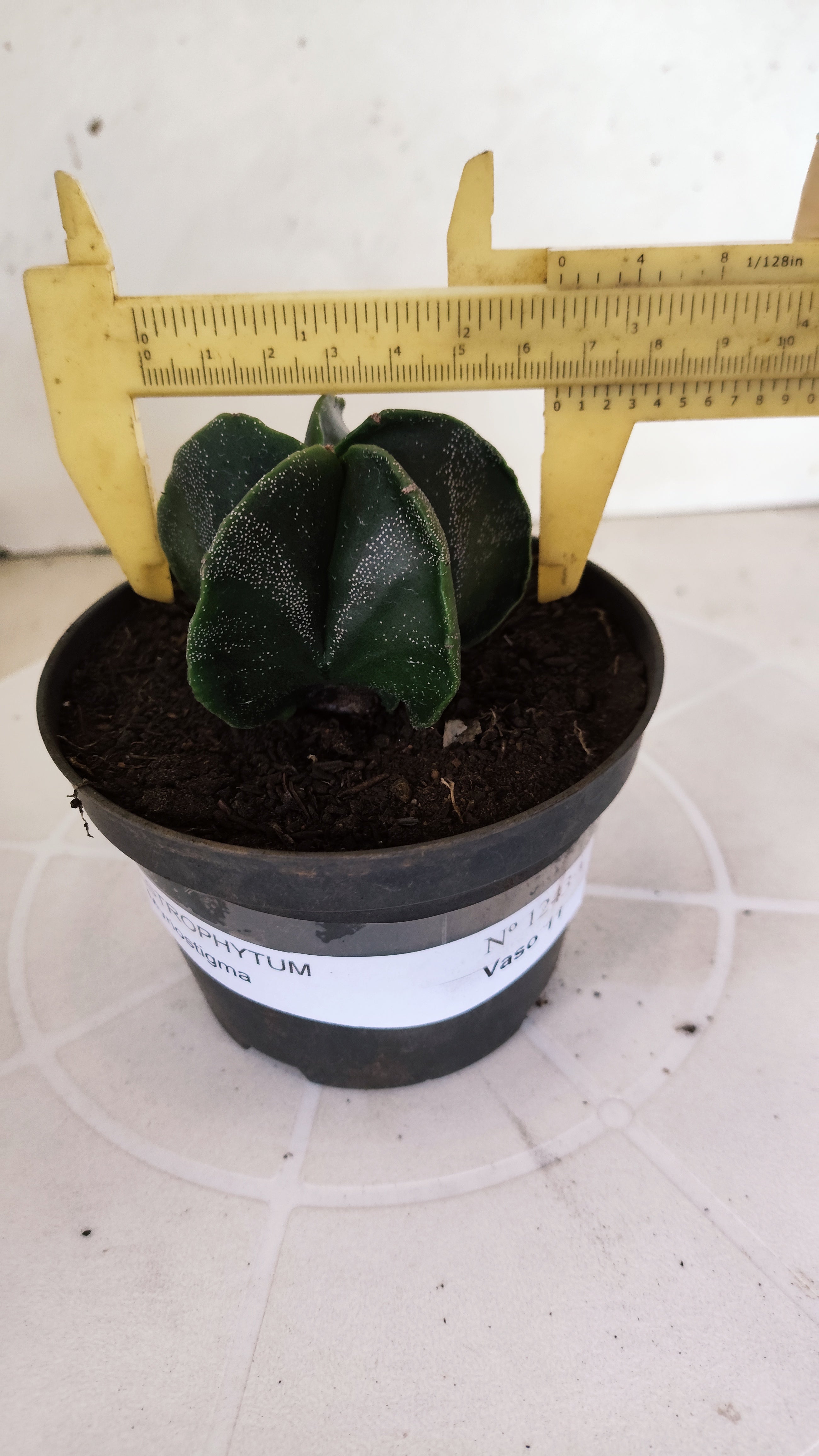 ASTROPHYTUM MYRIOSTIGMA Nº 1243 – vaso 11