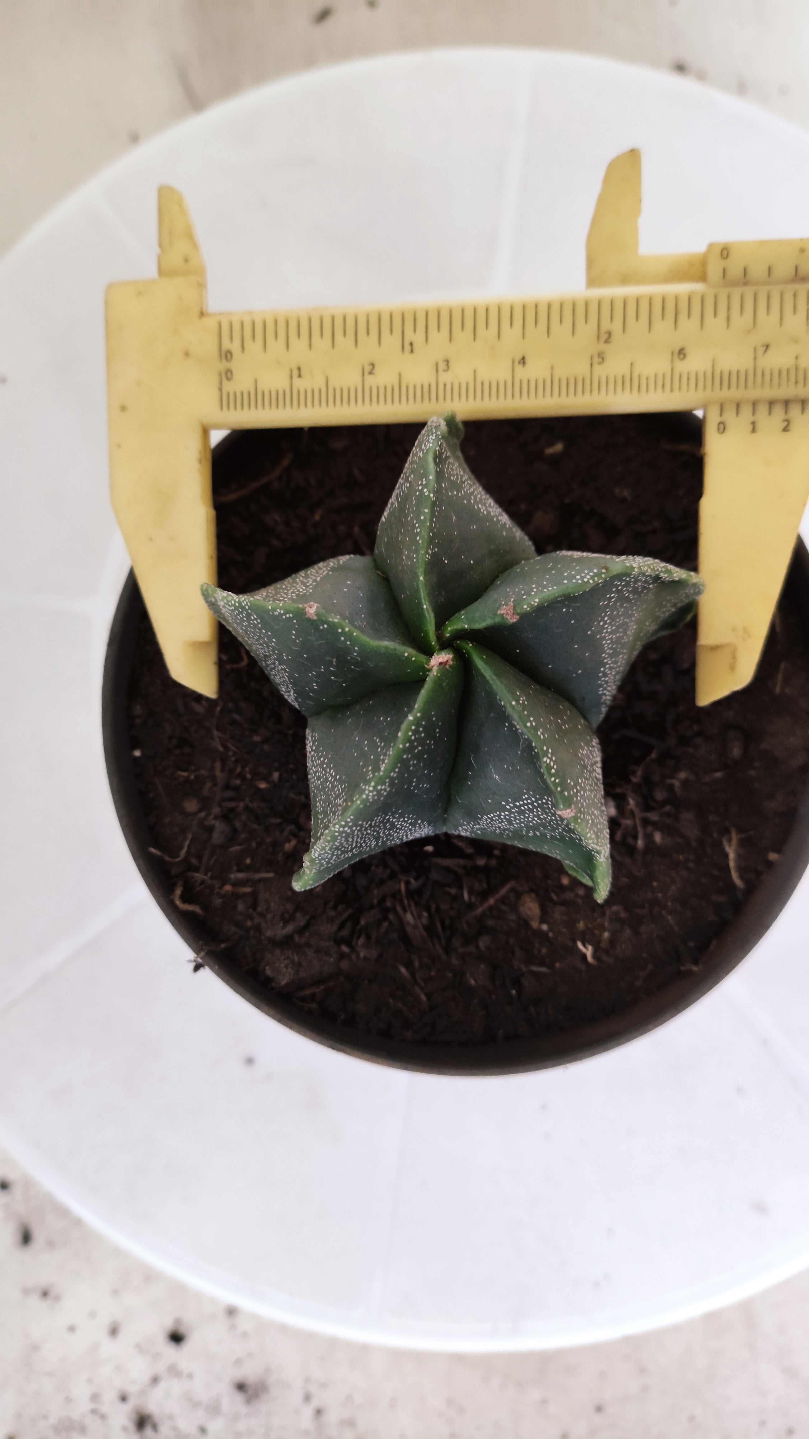 ASTROPHYTUM MYRIOSTIGMA Nº 1243 – vaso 11