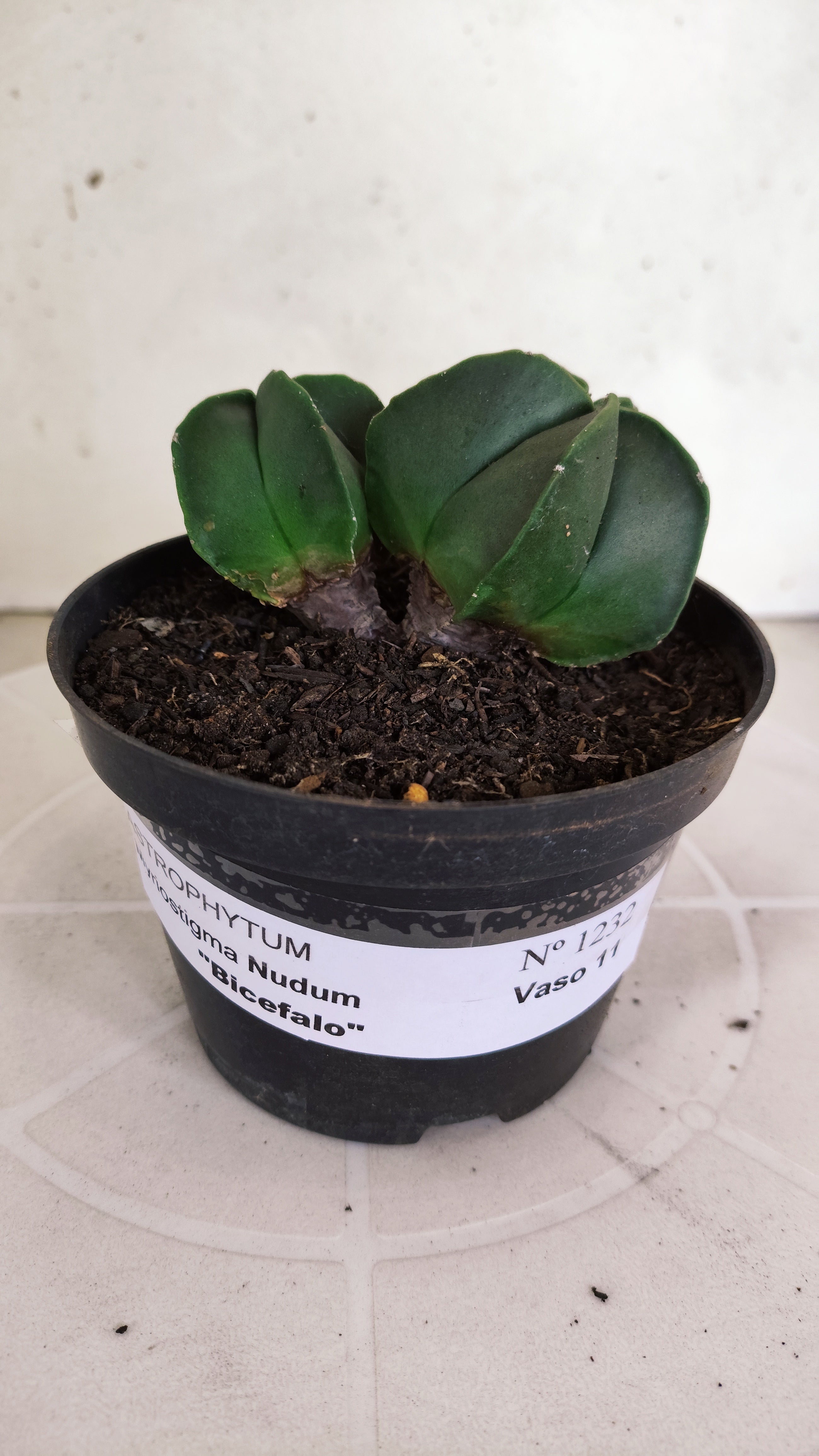 ASTROPHYTUM MYRIOSTIGMA Nudum "Bicéfalo" Nº 1232 – vaso 11