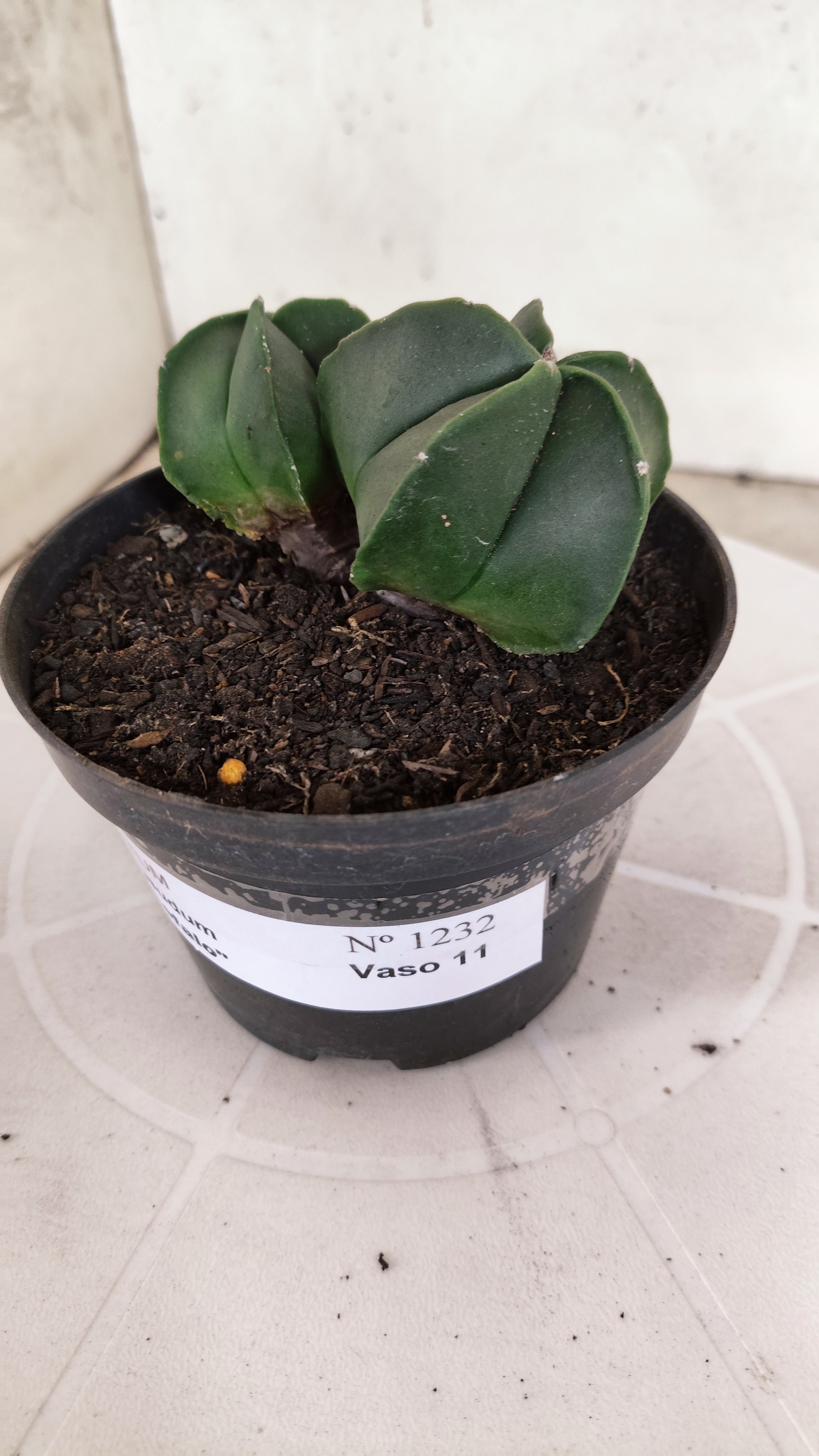 ASTROPHYTUM MYRIOSTIGMA Nudum "Bicéfalo" Nº 1232 – vaso 11