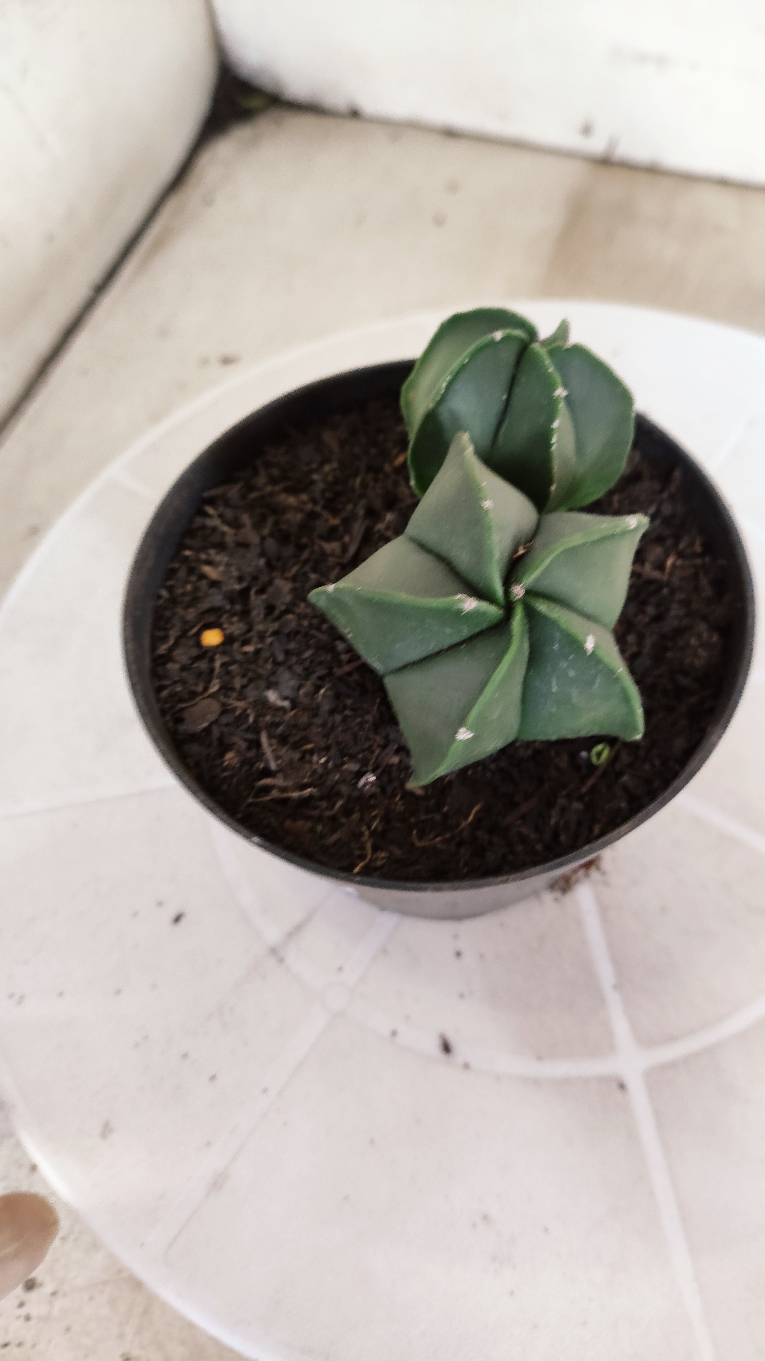 ASTROPHYTUM MYRIOSTIGMA Nudum "Bicéfalo" Nº 1232 – vaso 11