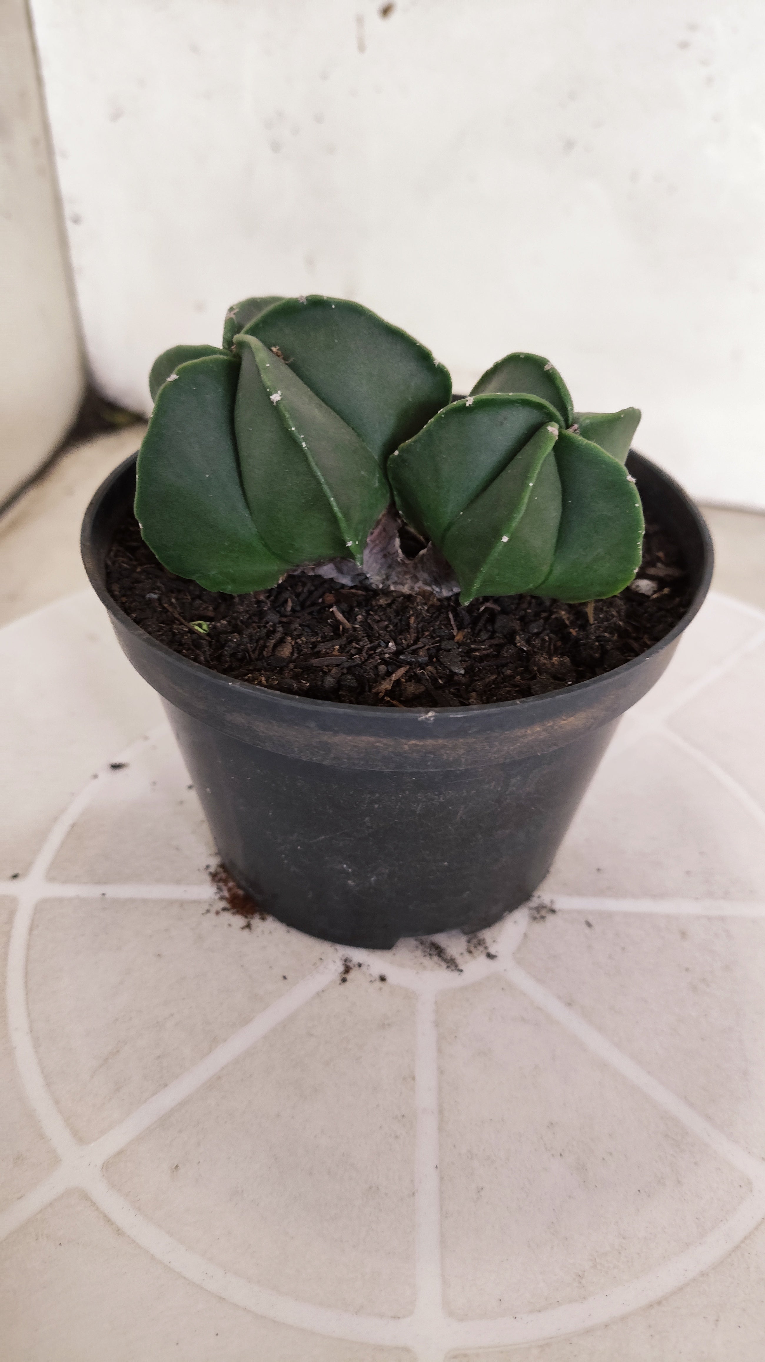 ASTROPHYTUM MYRIOSTIGMA Nudum "Bicéfalo" Nº 1232 – vaso 11