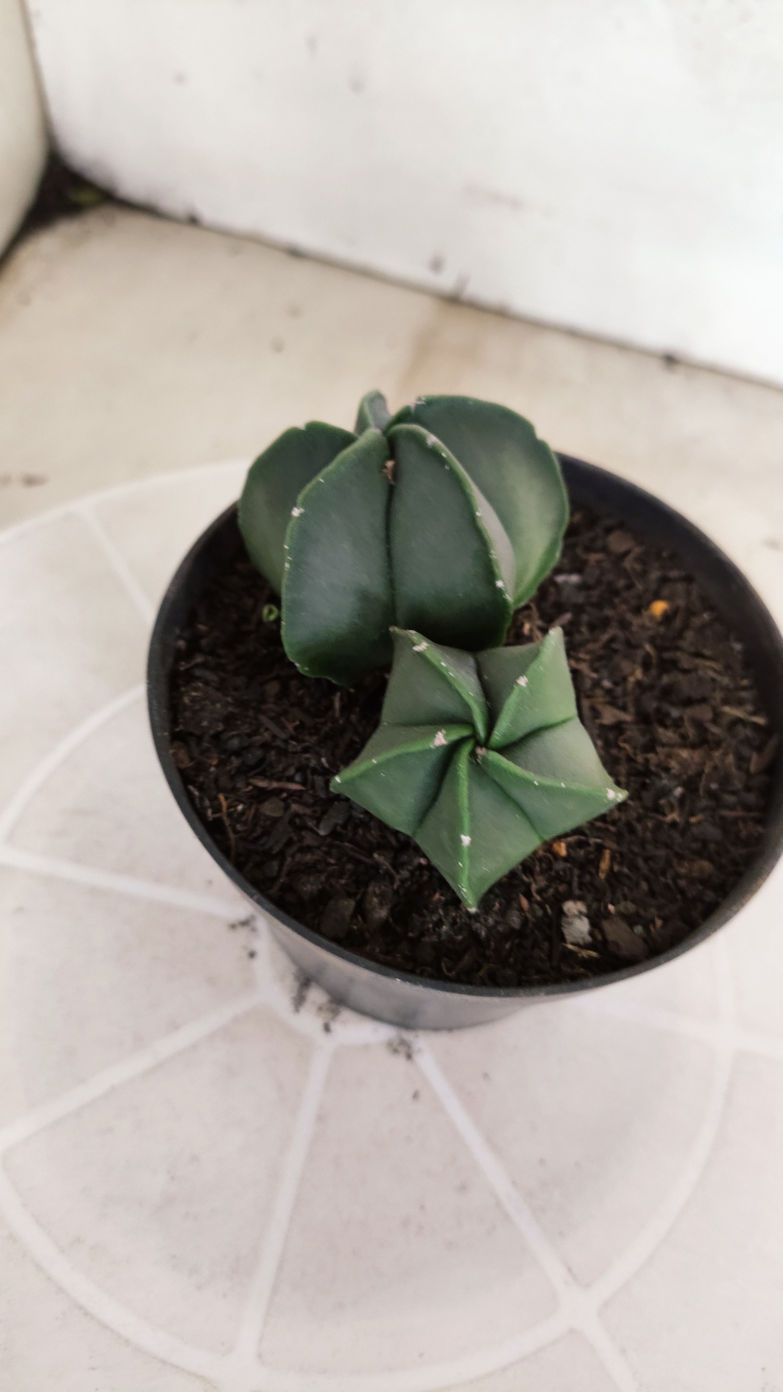 ASTROPHYTUM MYRIOSTIGMA Nudum "Bicéfalo" Nº 1232 – vaso 11