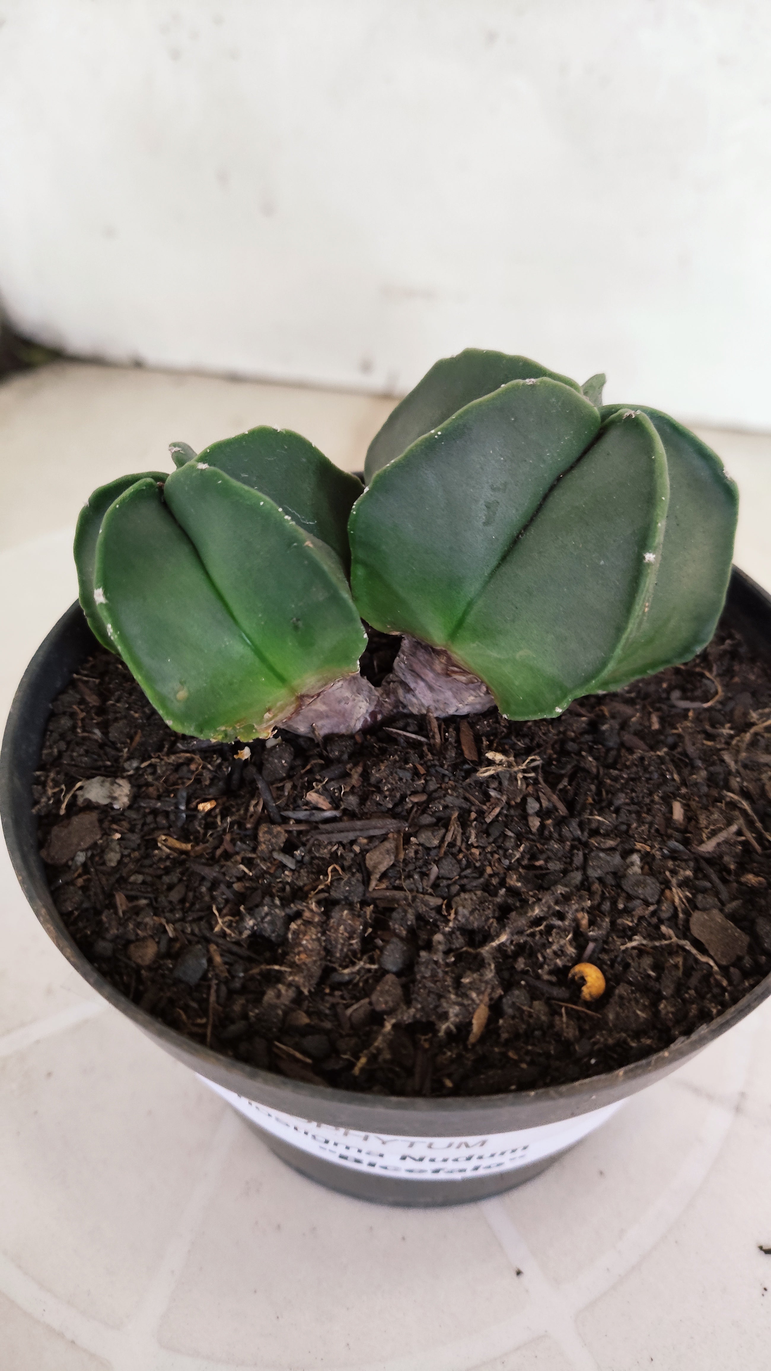 ASTROPHYTUM MYRIOSTIGMA Nudum "Bicéfalo" Nº 1232 – vaso 11