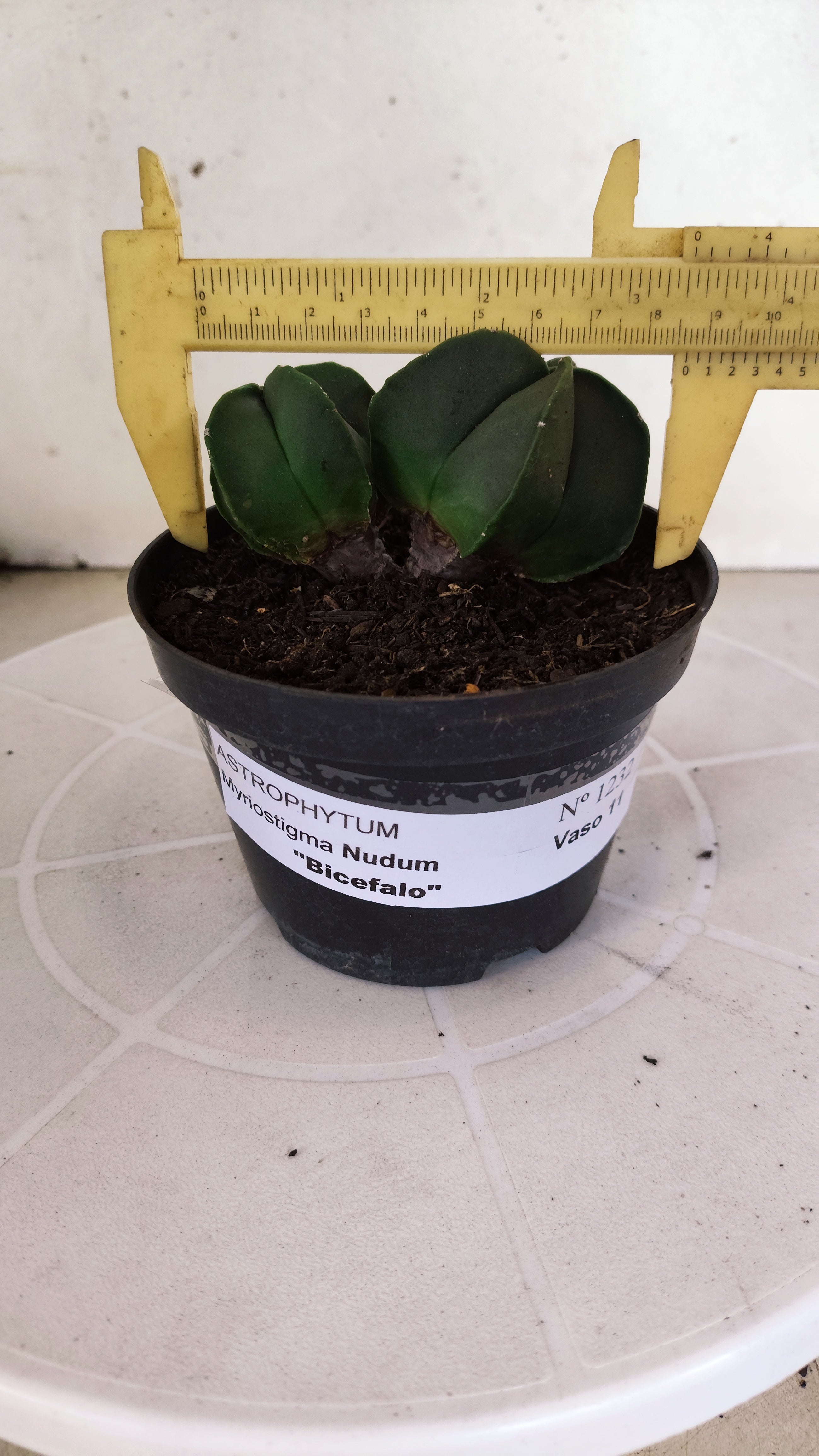 ASTROPHYTUM MYRIOSTIGMA Nudum "Bicéfalo" Nº 1232 – vaso 11
