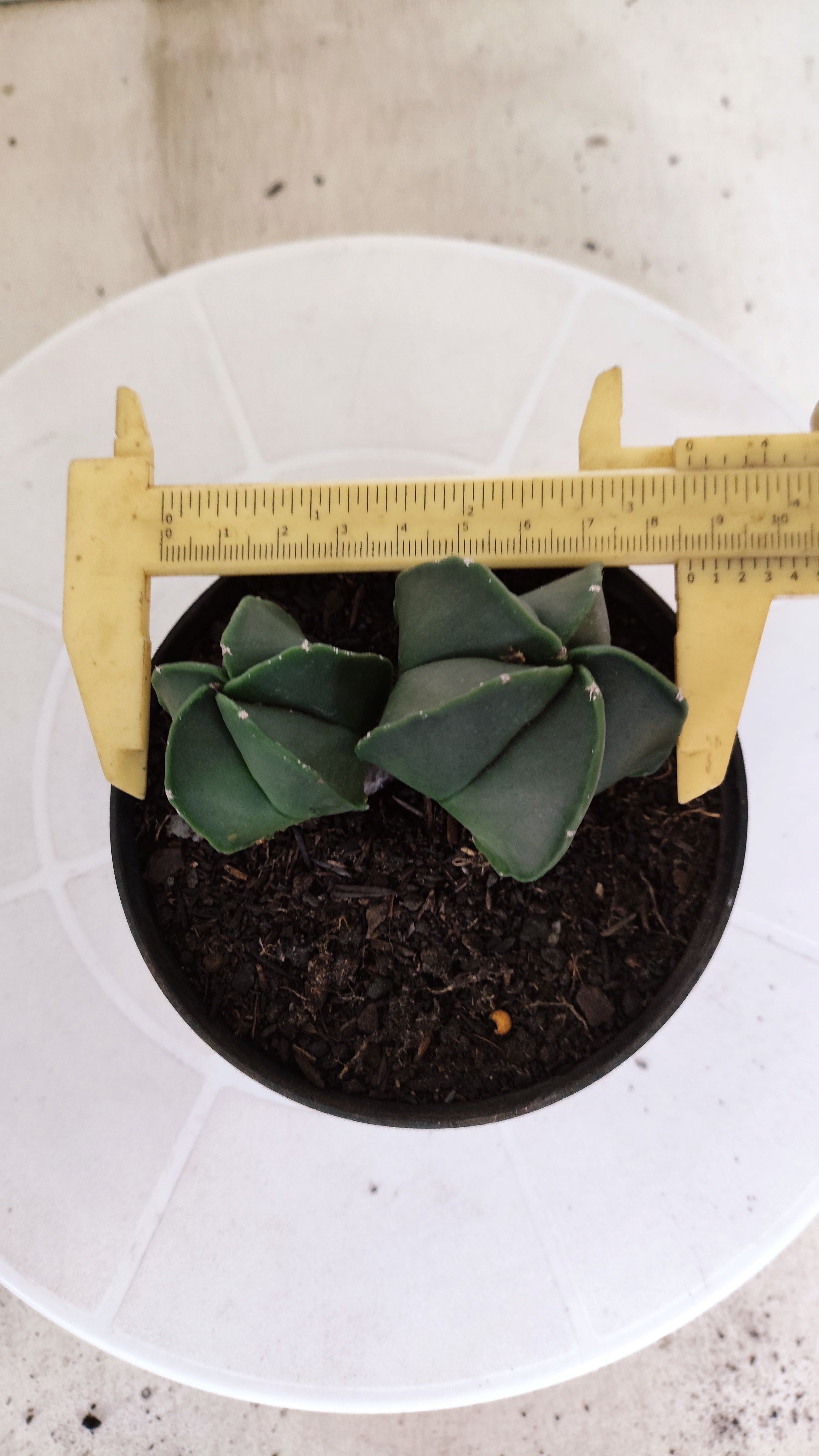 ASTROPHYTUM MYRIOSTIGMA Nudum "Bicéfalo" Nº 1232 – vaso 11