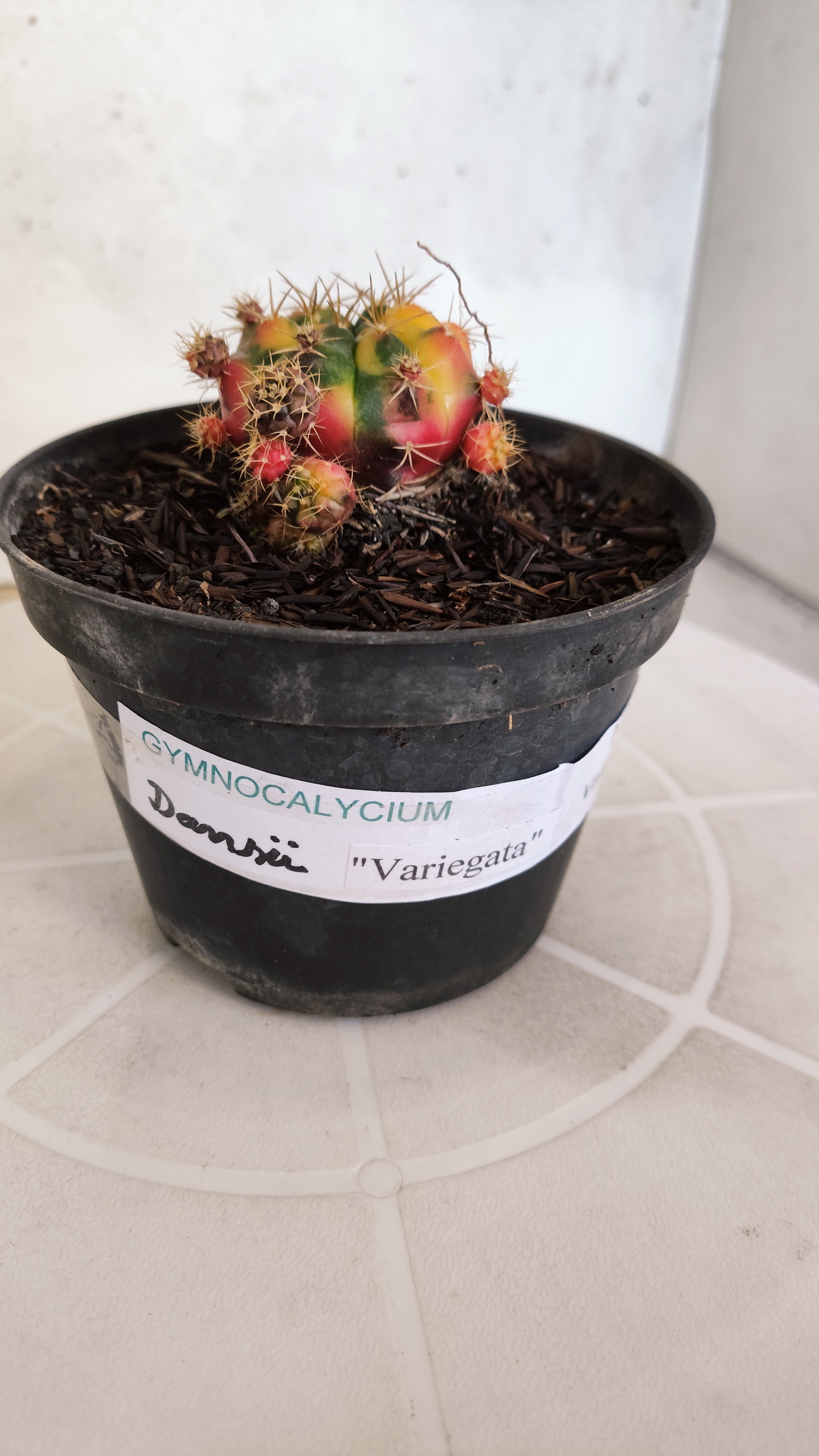 GYMNOCALYCIUM DAMSII Variegata Nº 620 – vaso 11