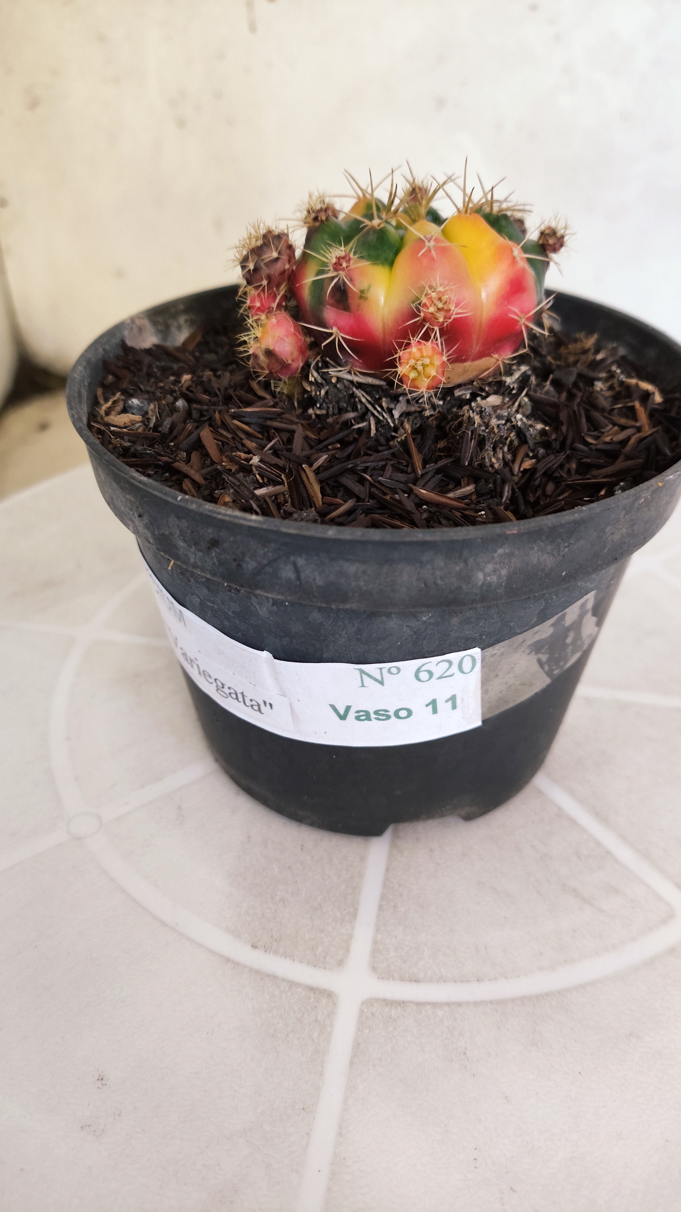 GYMNOCALYCIUM DAMSII Variegata Nº 620 – vaso 11