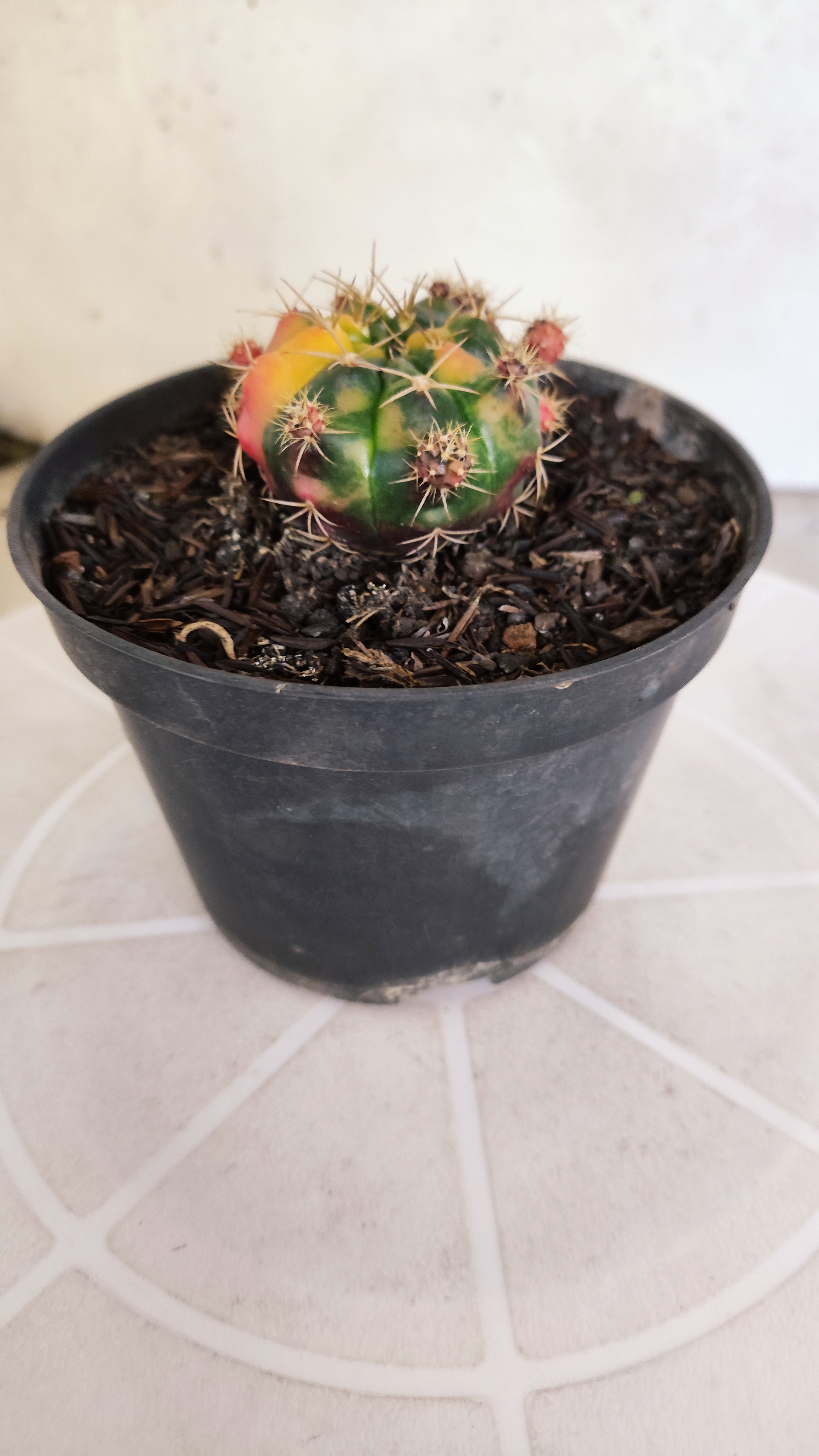 GYMNOCALYCIUM DAMSII Variegata Nº 620 – vaso 11