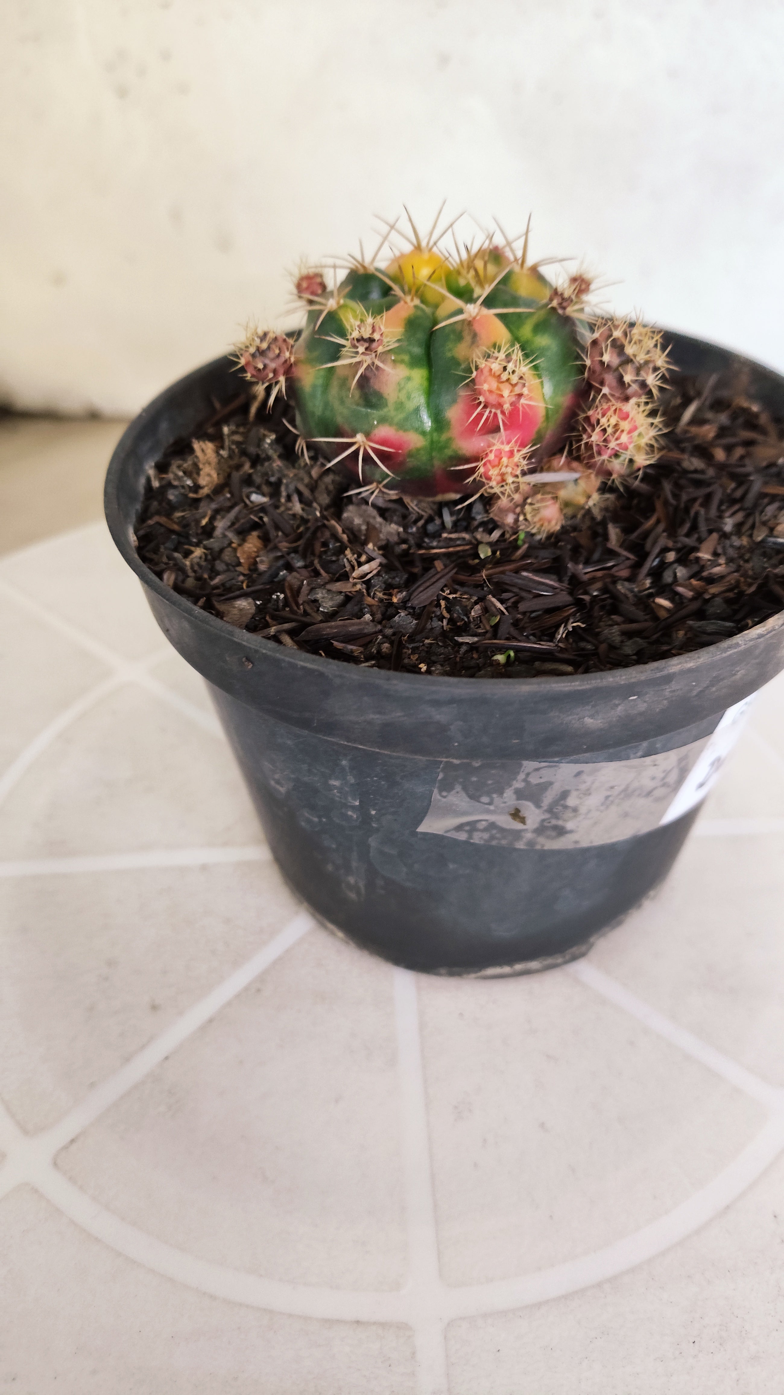 GYMNOCALYCIUM DAMSII Variegata Nº 620 – vaso 11