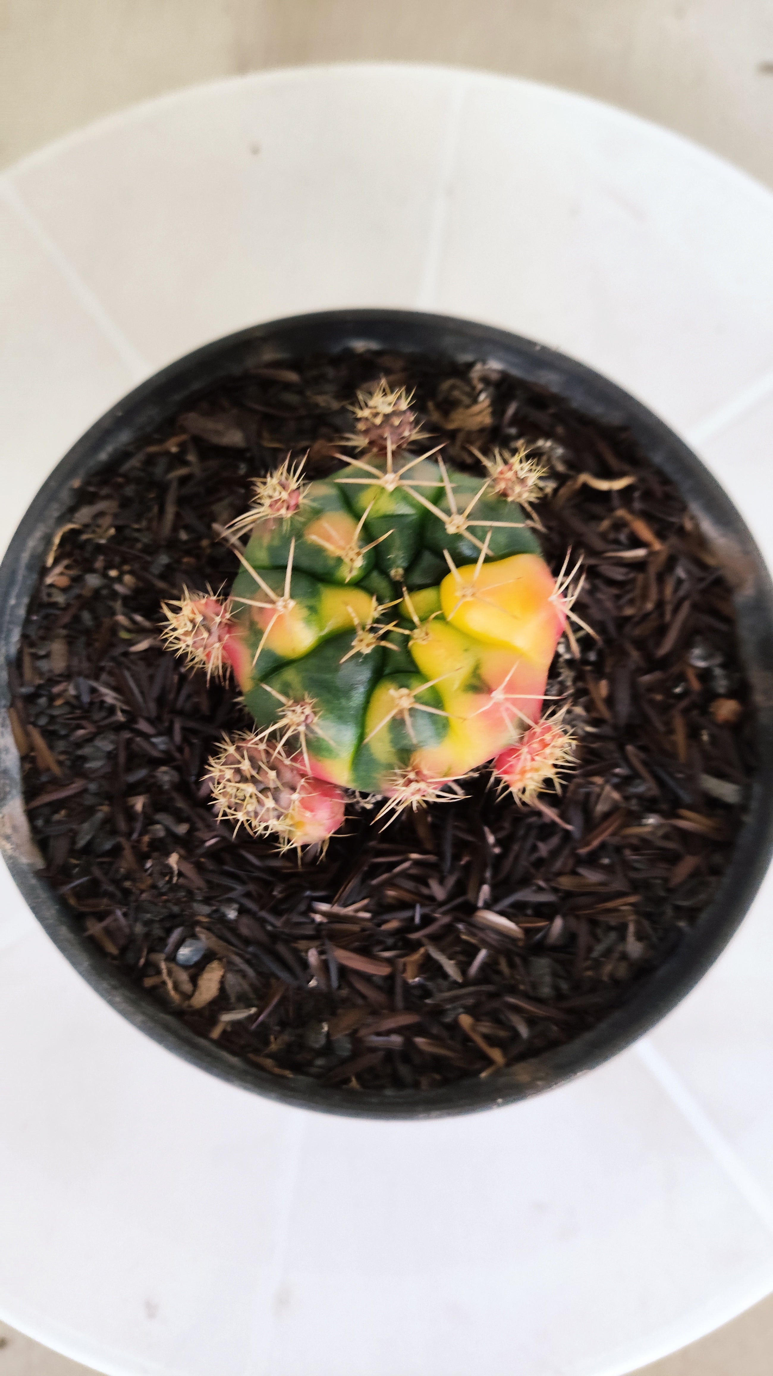 GYMNOCALYCIUM DAMSII Variegata Nº 620 – vaso 11