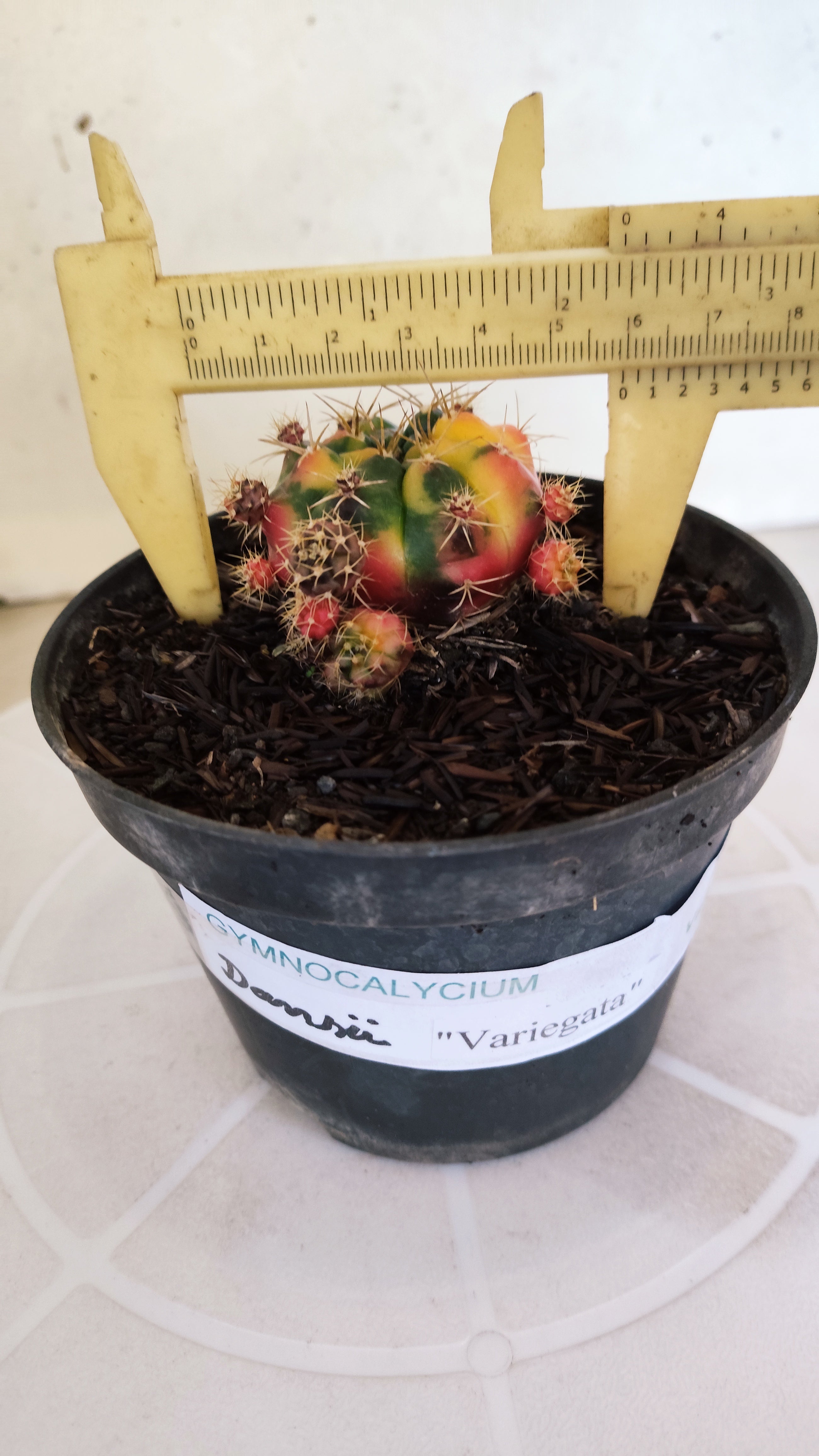 GYMNOCALYCIUM DAMSII Variegata Nº 620 – vaso 11