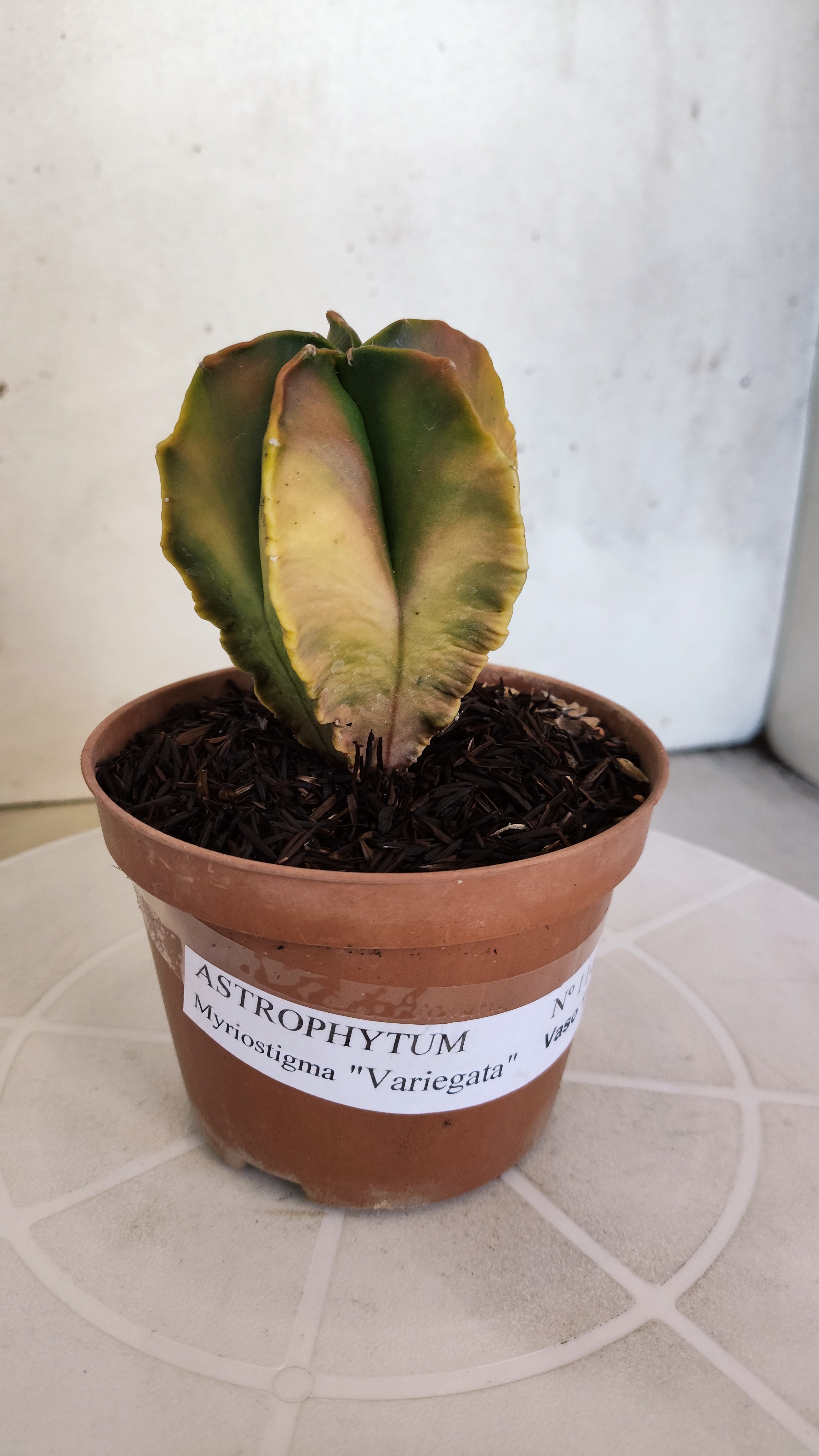 ASTROPHYTUM MYRIOSTIGMA "Variegata" Nº 1146 – vaso 11
