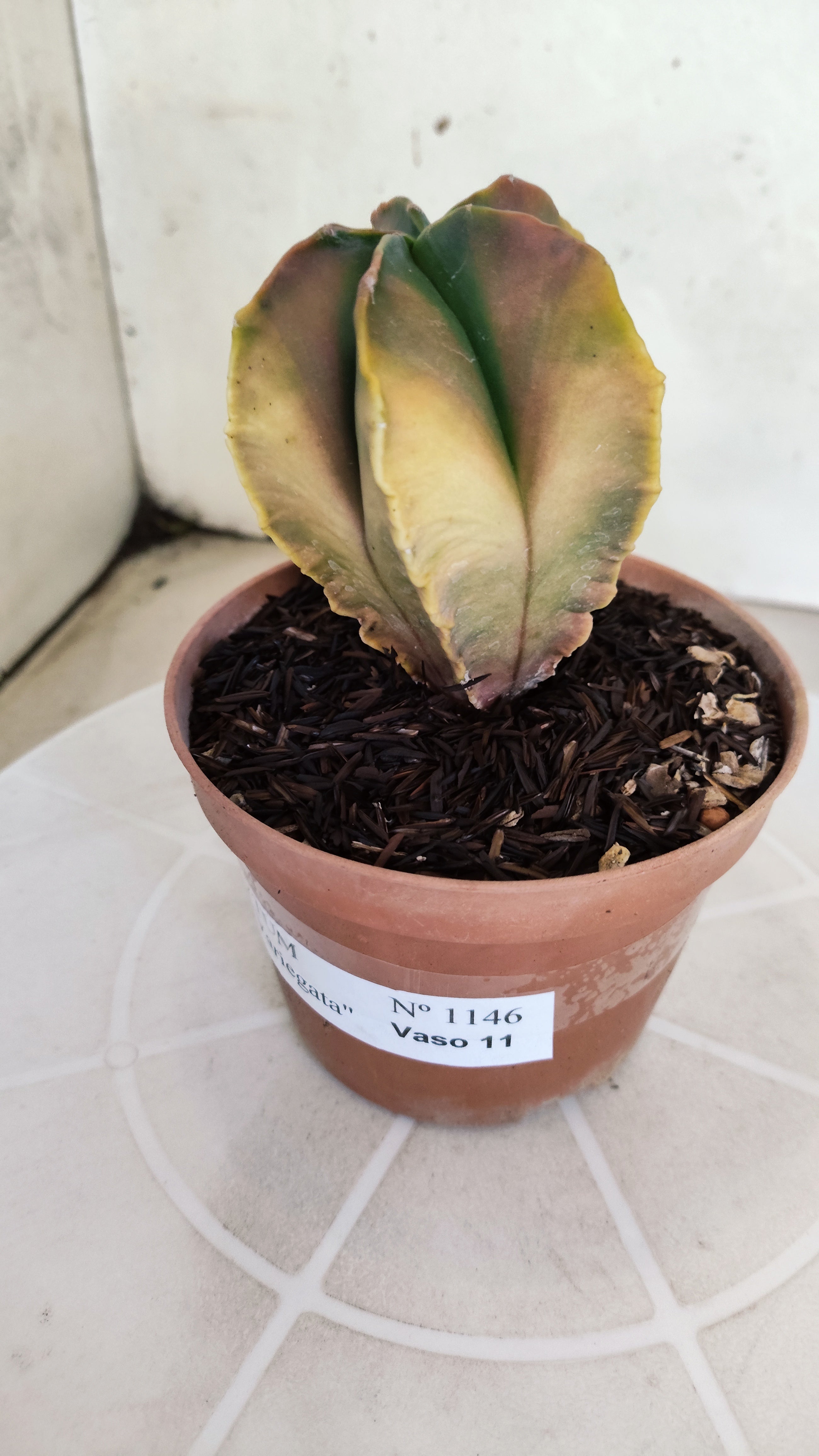 ASTROPHYTUM MYRIOSTIGMA "Variegata" Nº 1146 – vaso 11