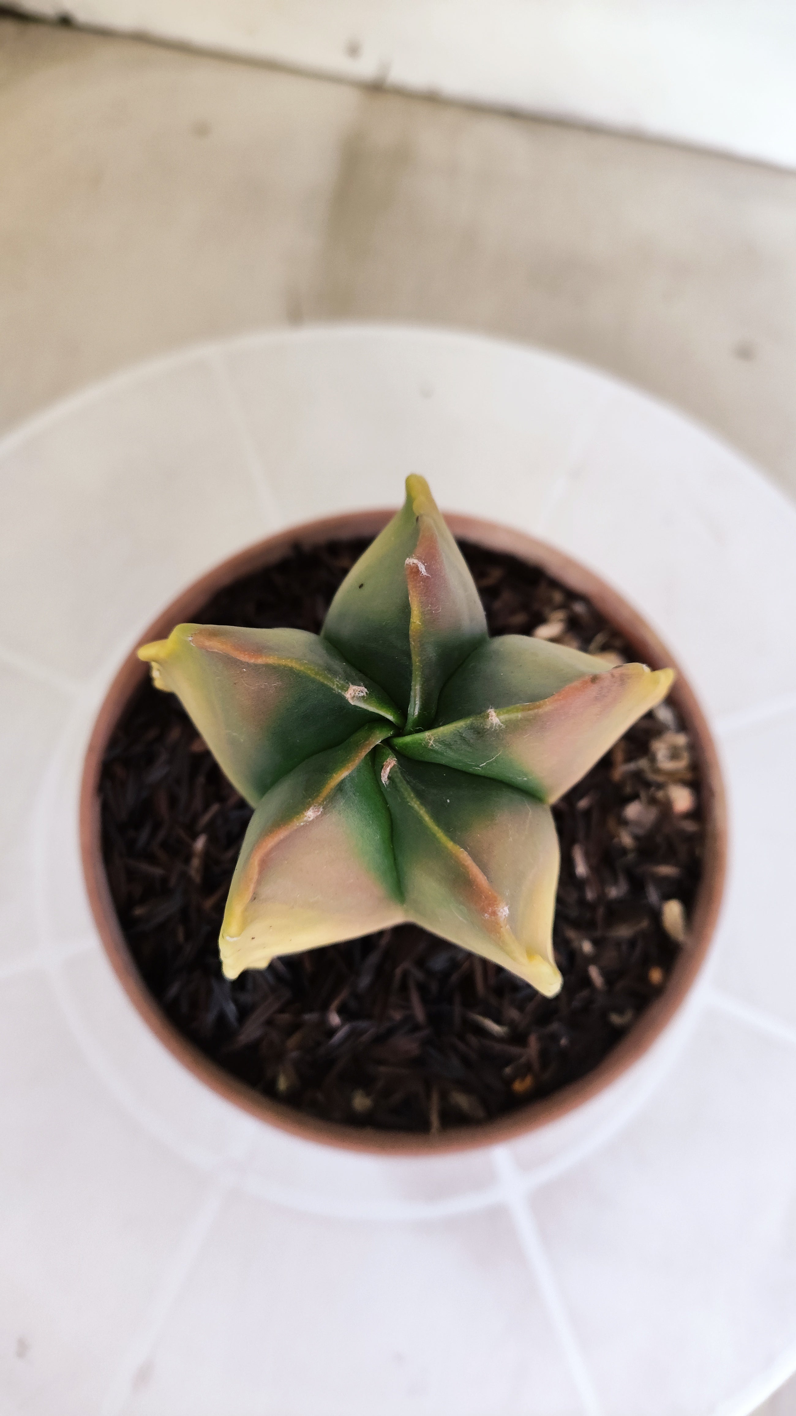 ASTROPHYTUM MYRIOSTIGMA "Variegata" Nº 1146 – vaso 11