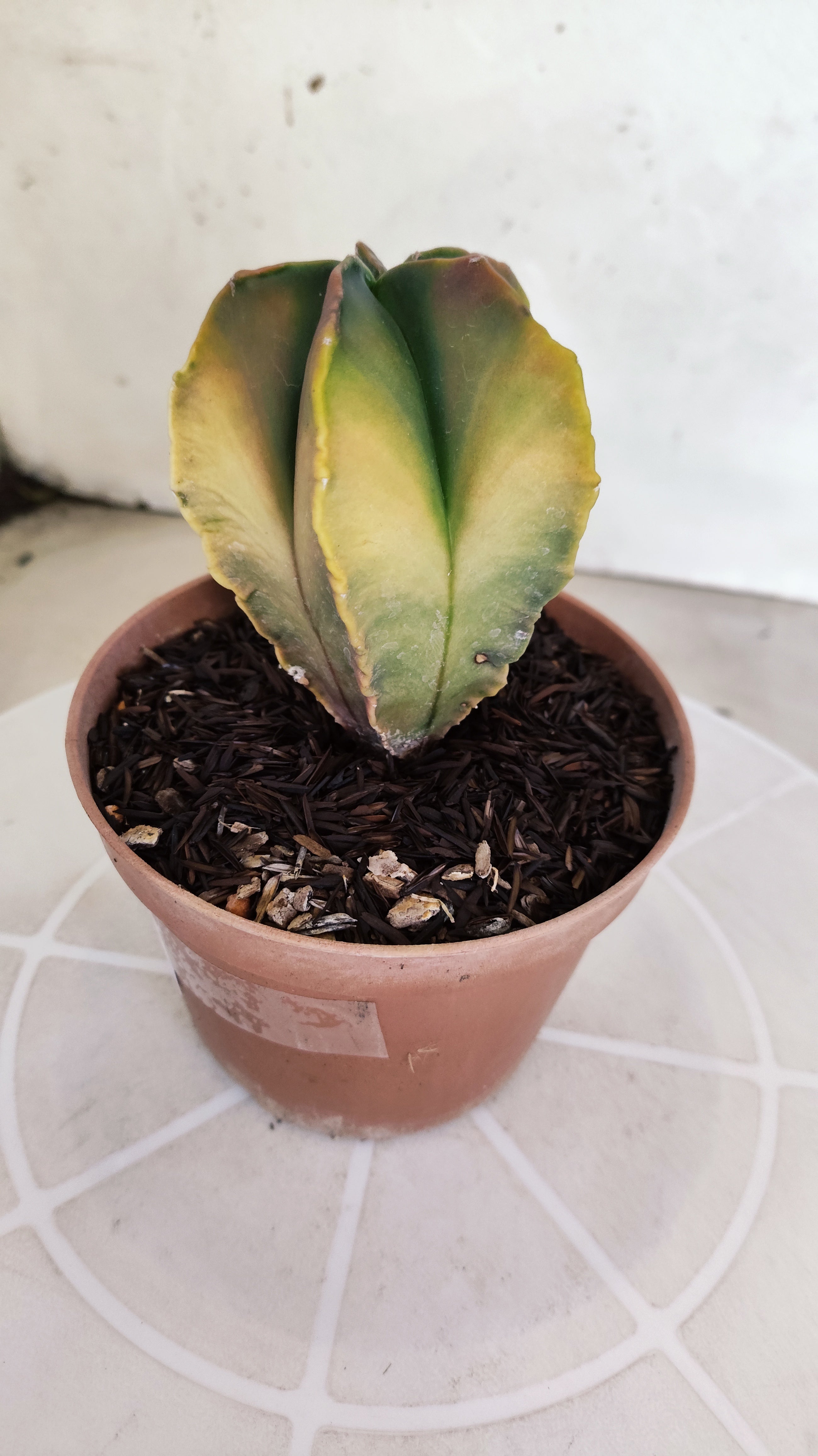 ASTROPHYTUM MYRIOSTIGMA "Variegata" Nº 1146 – vaso 11