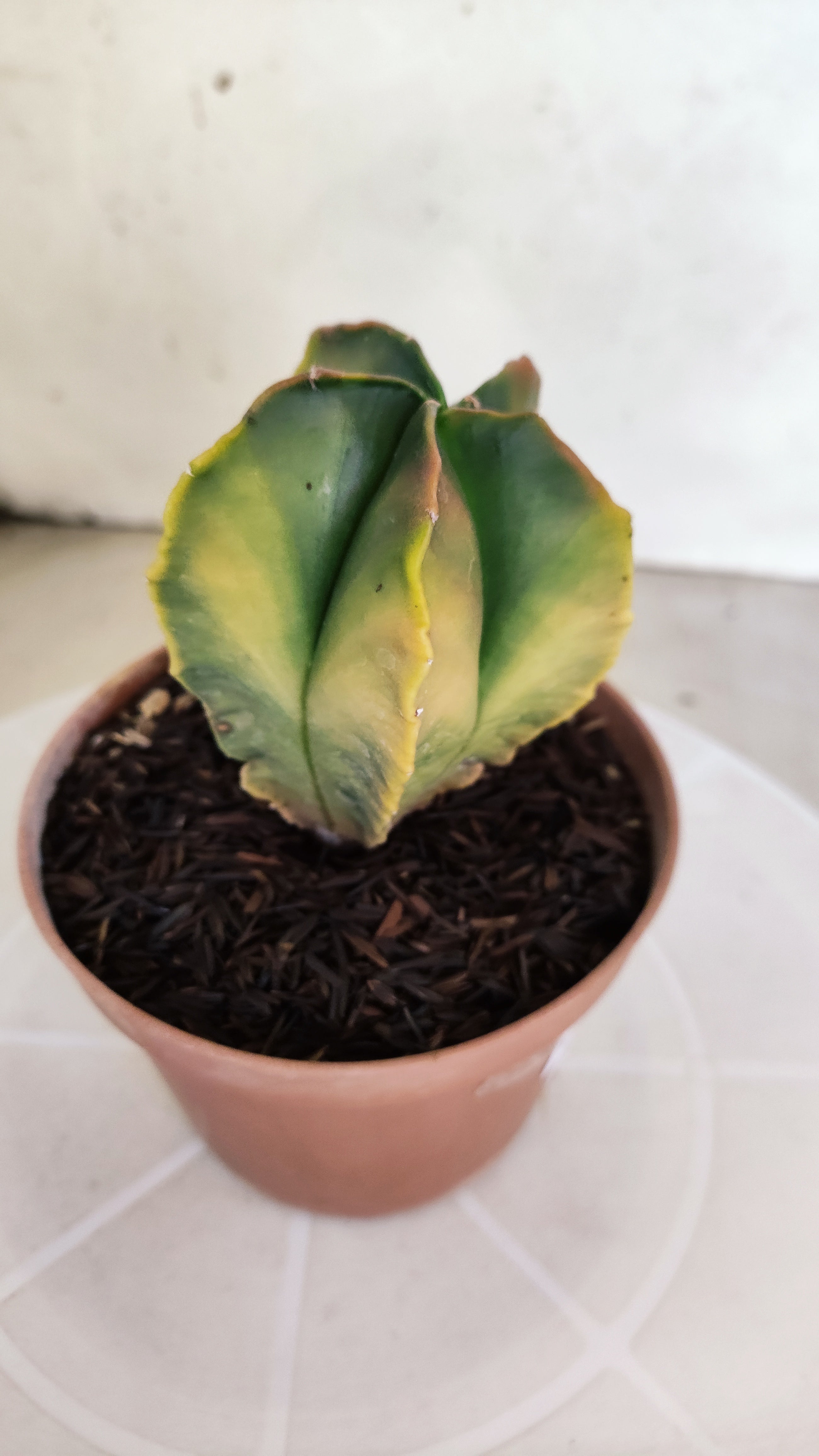 ASTROPHYTUM MYRIOSTIGMA "Variegata" Nº 1146 – vaso 11