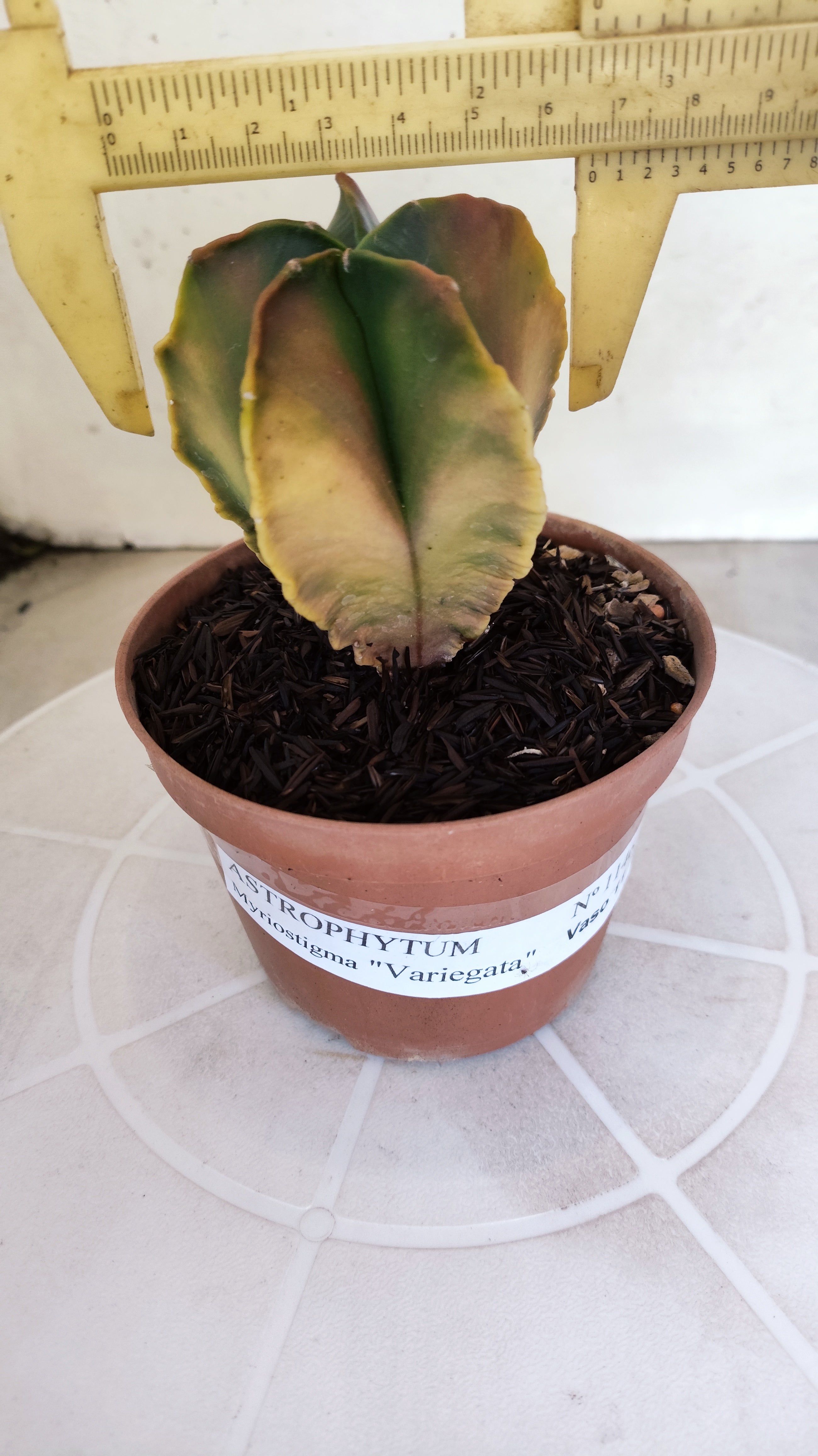 ASTROPHYTUM MYRIOSTIGMA "Variegata" Nº 1146 – vaso 11