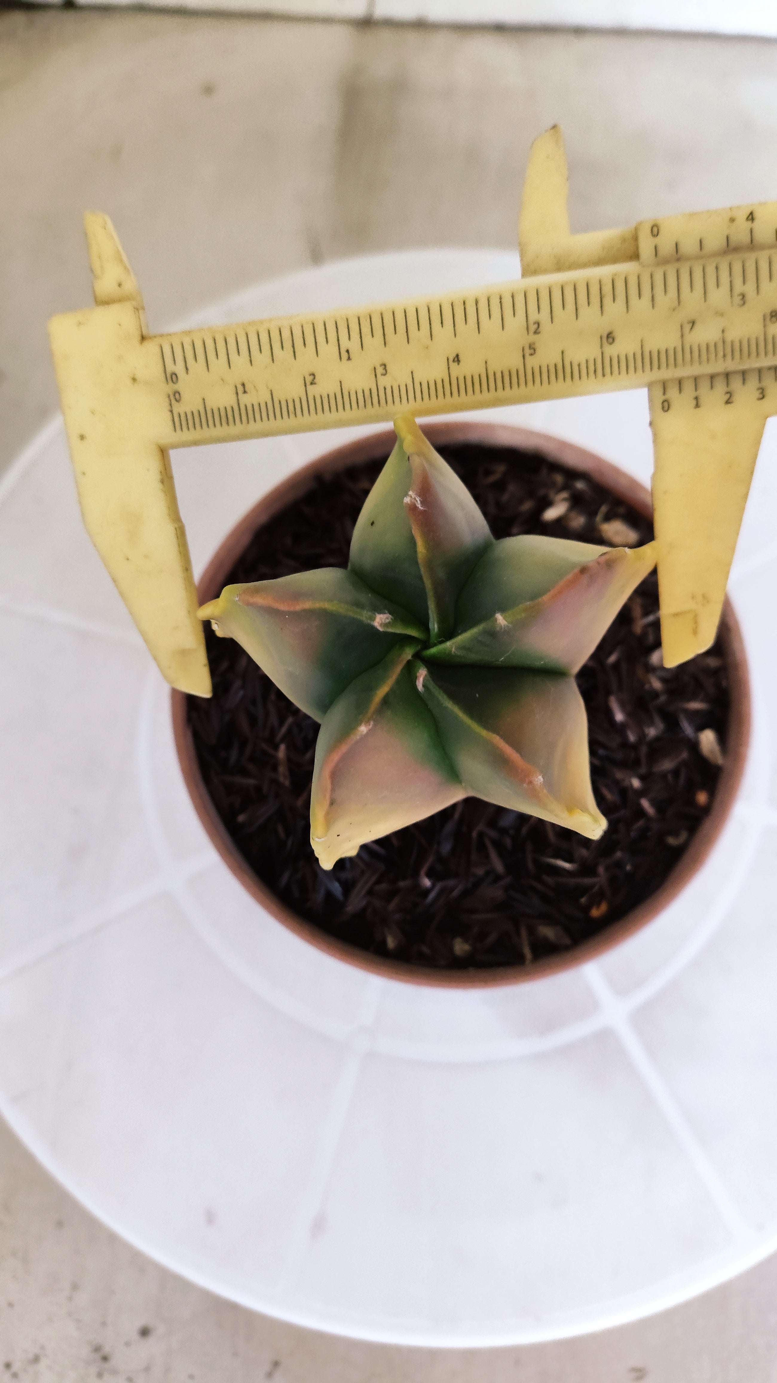ASTROPHYTUM MYRIOSTIGMA "Variegata" Nº 1146 – vaso 11
