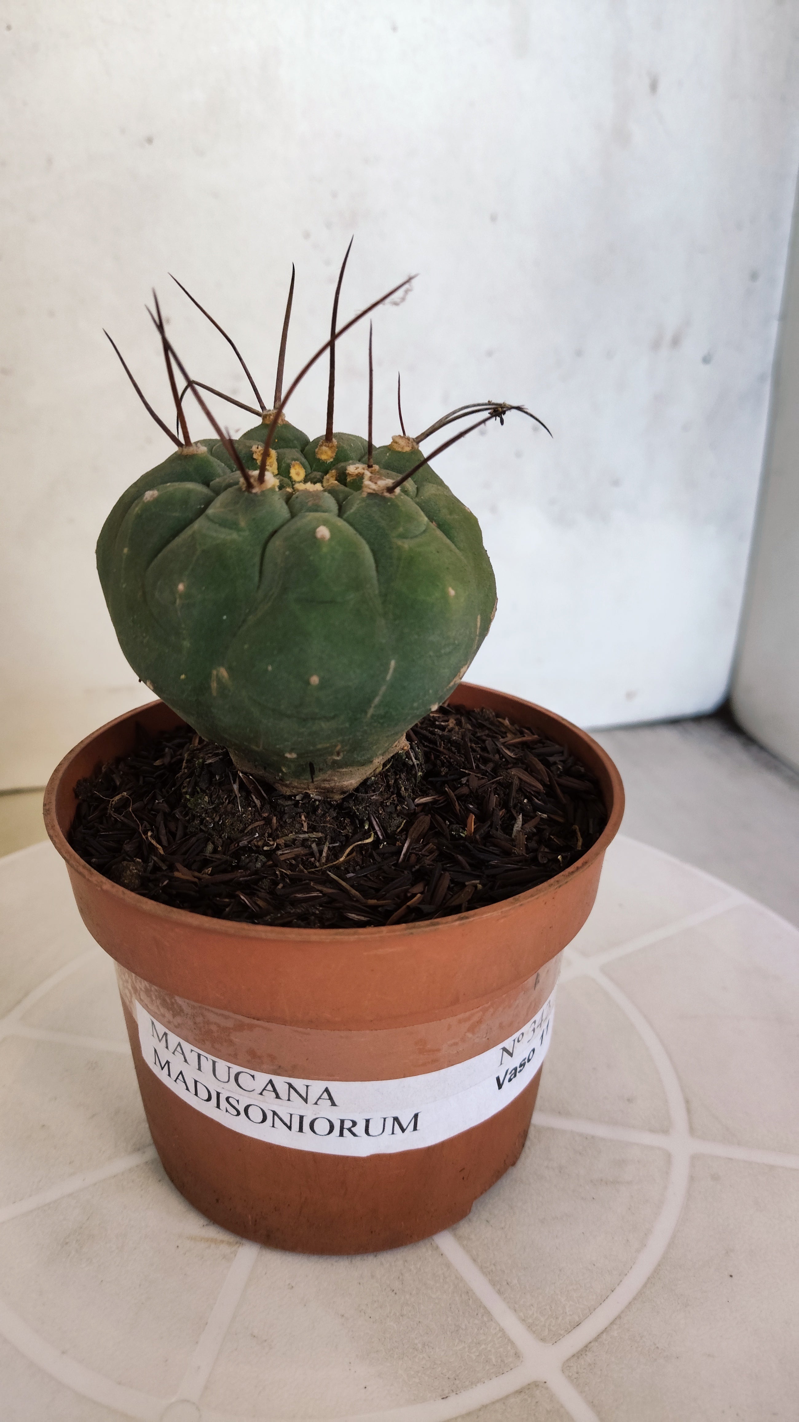 MATUCANA MADISONIORUM Nº 342 – vaso 11