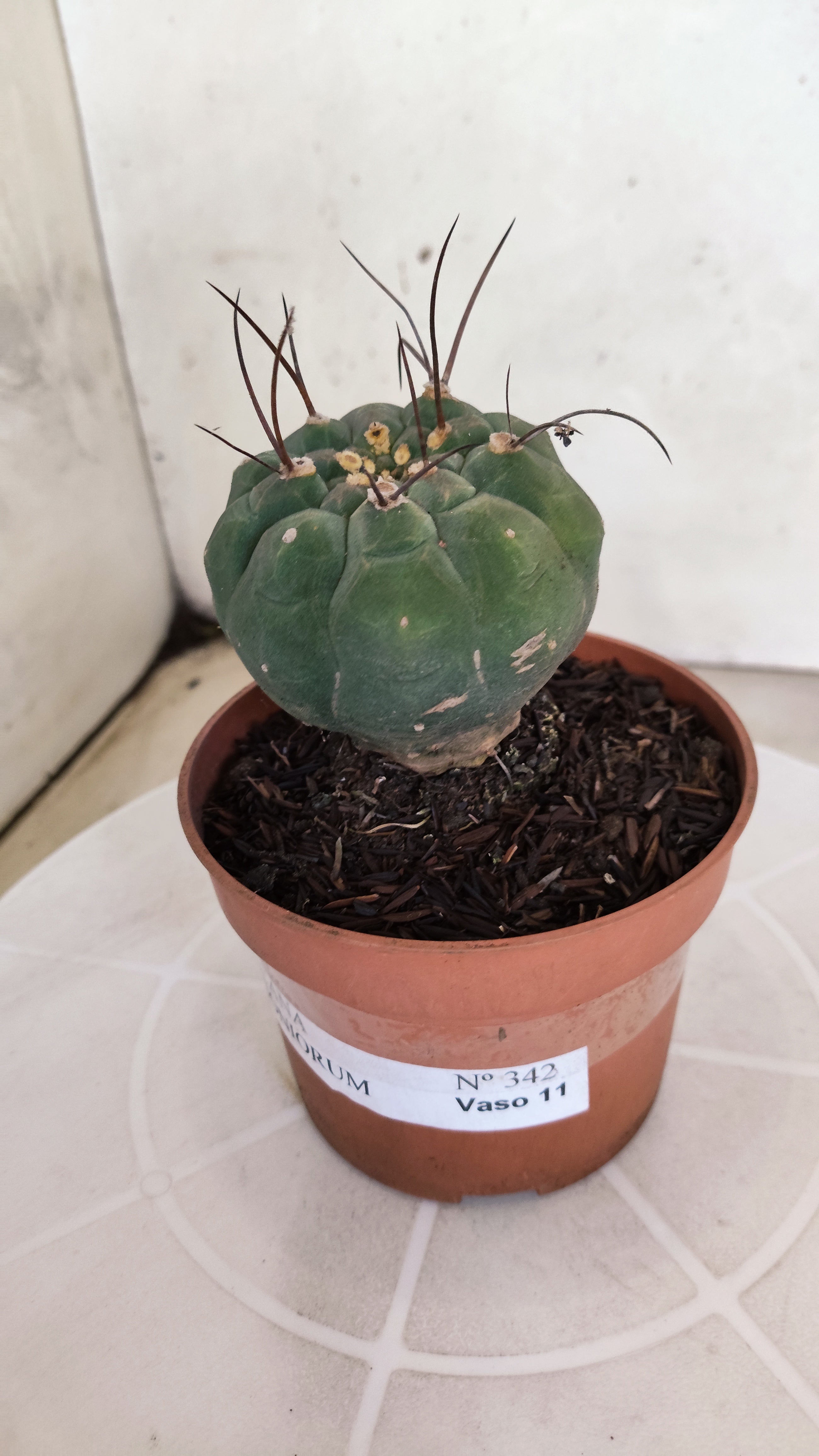 MATUCANA MADISONIORUM Nº 342 – vaso 11