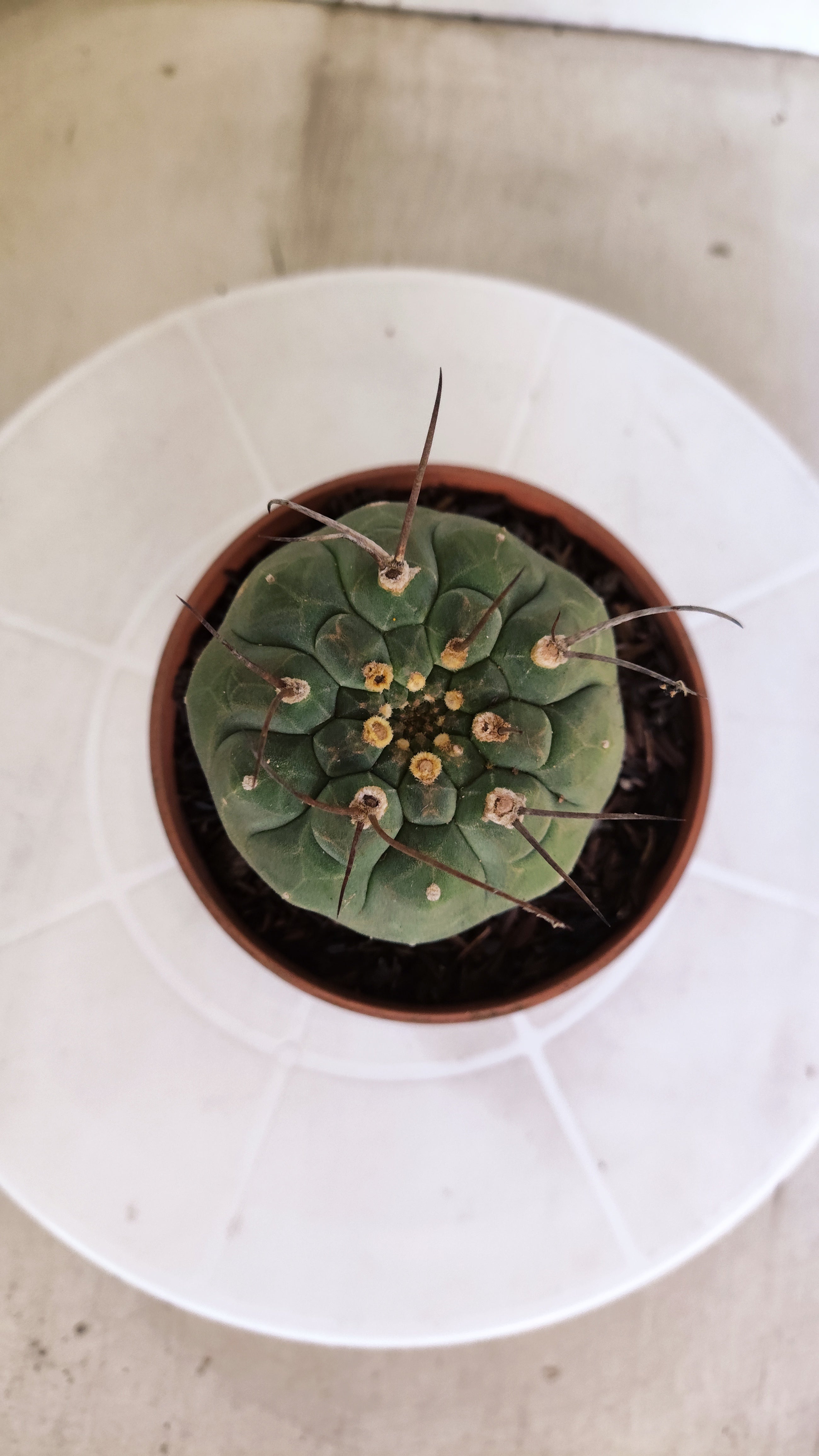 MATUCANA MADISONIORUM Nº 342 – vaso 11