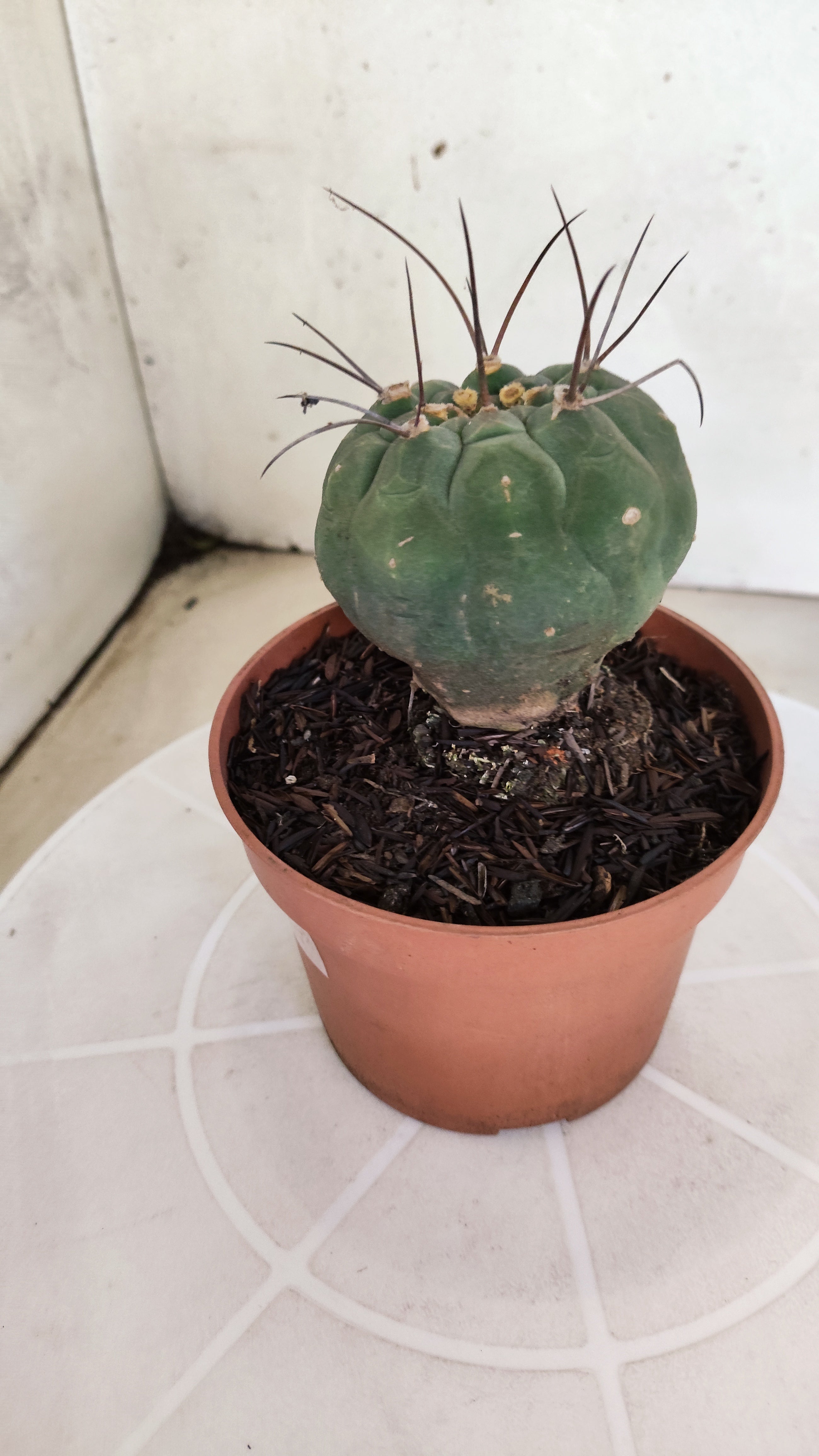 MATUCANA MADISONIORUM Nº 342 – vaso 11